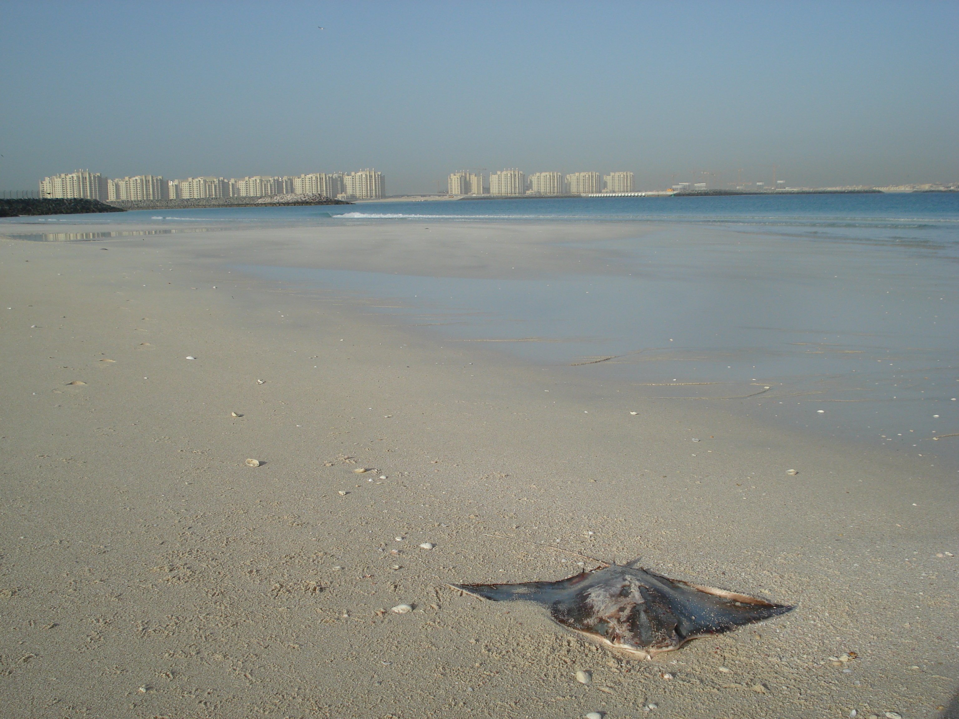 Picture United Arab Emirates Dubai Jumeirah Beach 2007-03 21 - Journey Jumeirah Beach