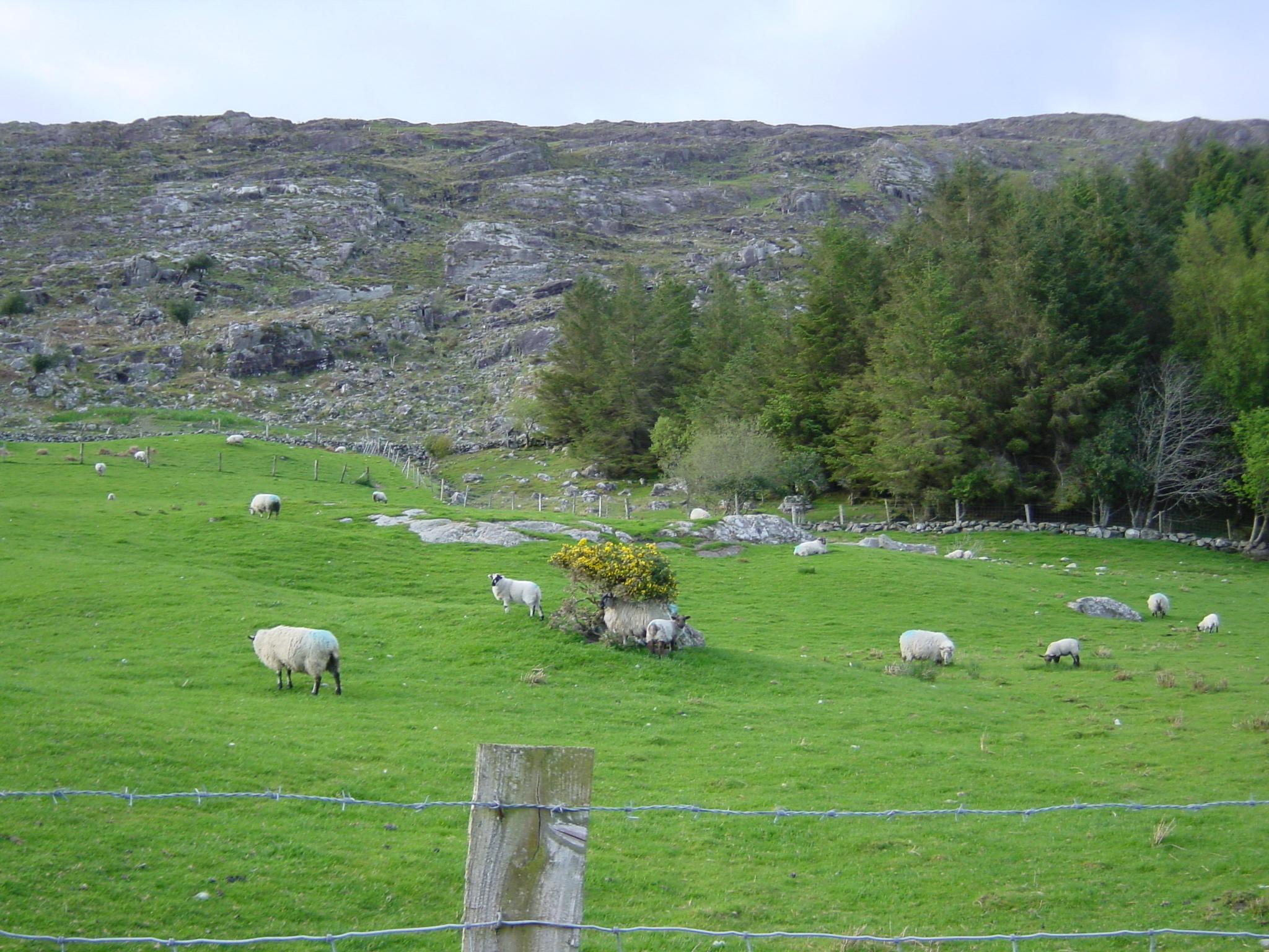 Picture Ireland Kerry Killarney National Park 2004-05 25 - Around Killarney National Park