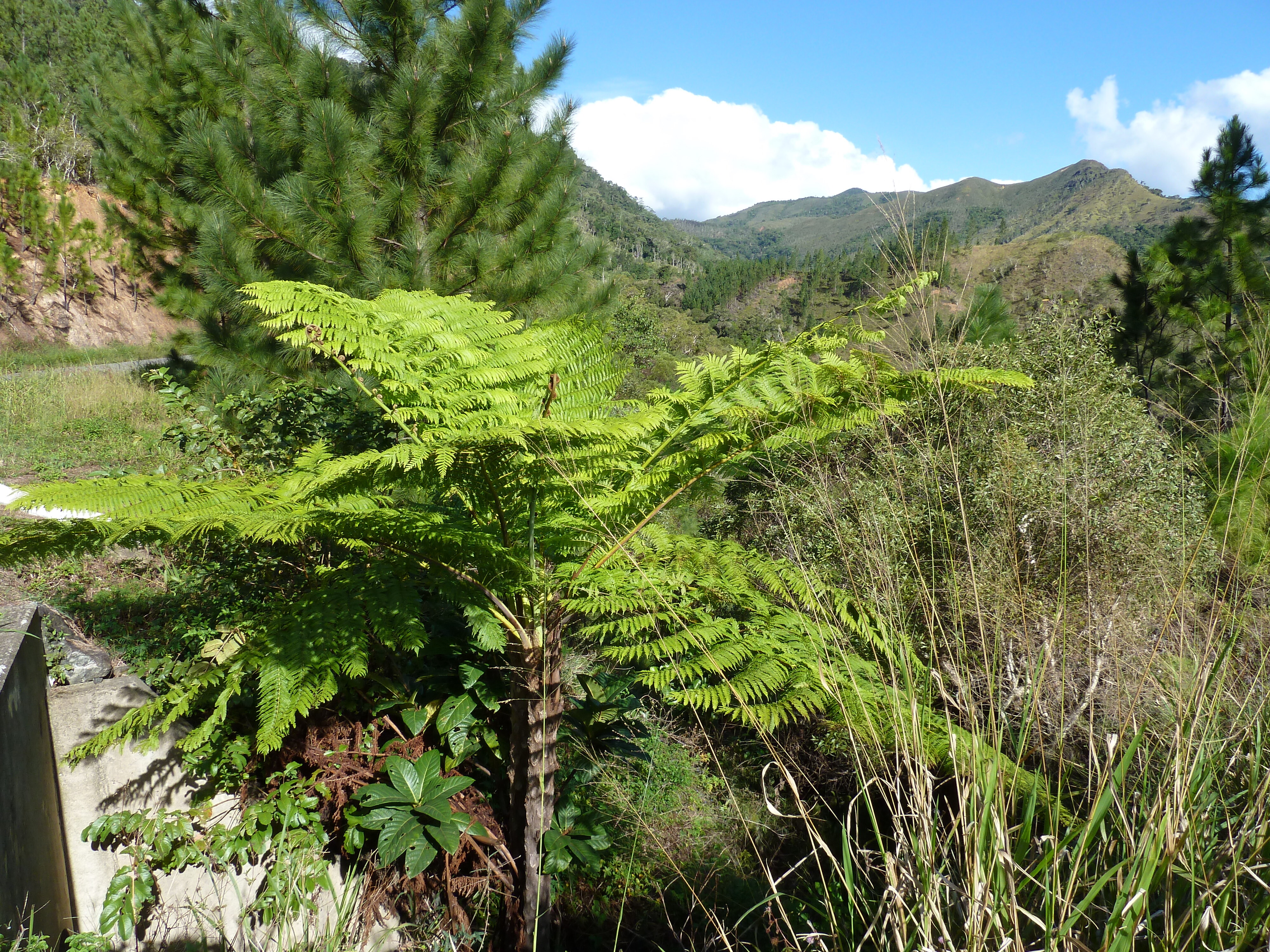 Picture New Caledonia Canala to La Foa road 2010-05 6 - Journey Canala to La Foa road