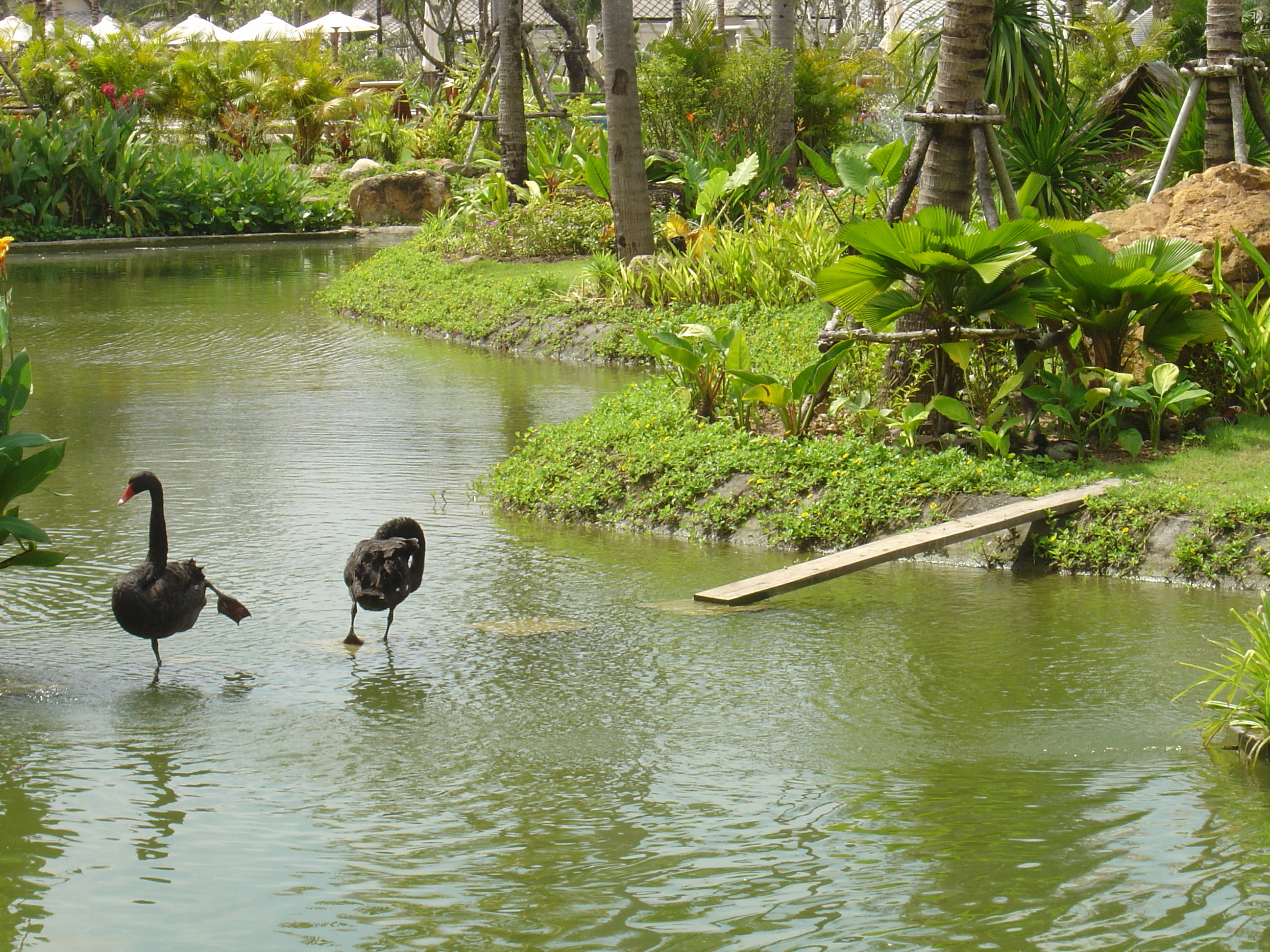 Picture Thailand Khao Lak Meridien Khao Lak Hotel 2005-12 6 - History Meridien Khao Lak Hotel