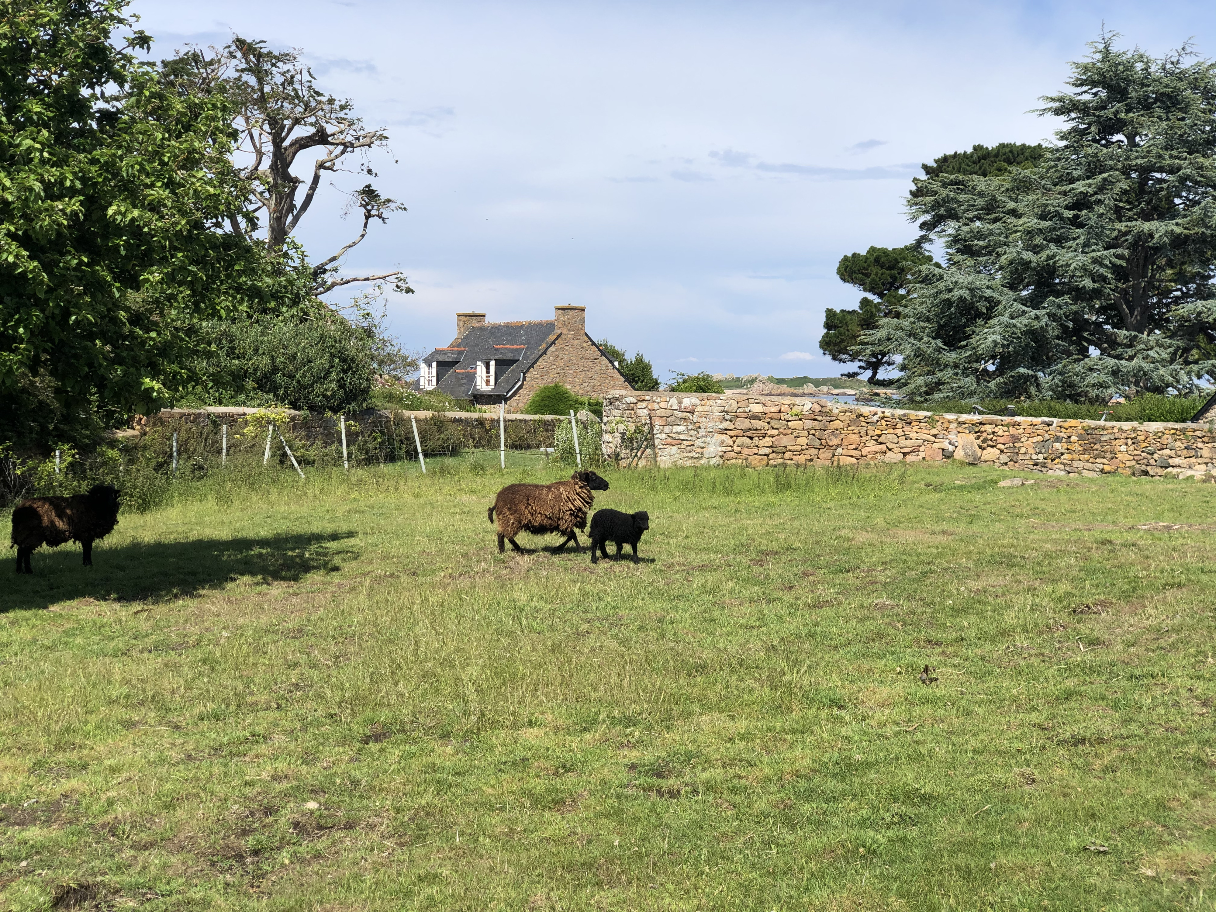 Picture France Brehat Island 2020-06 86 - History Brehat Island