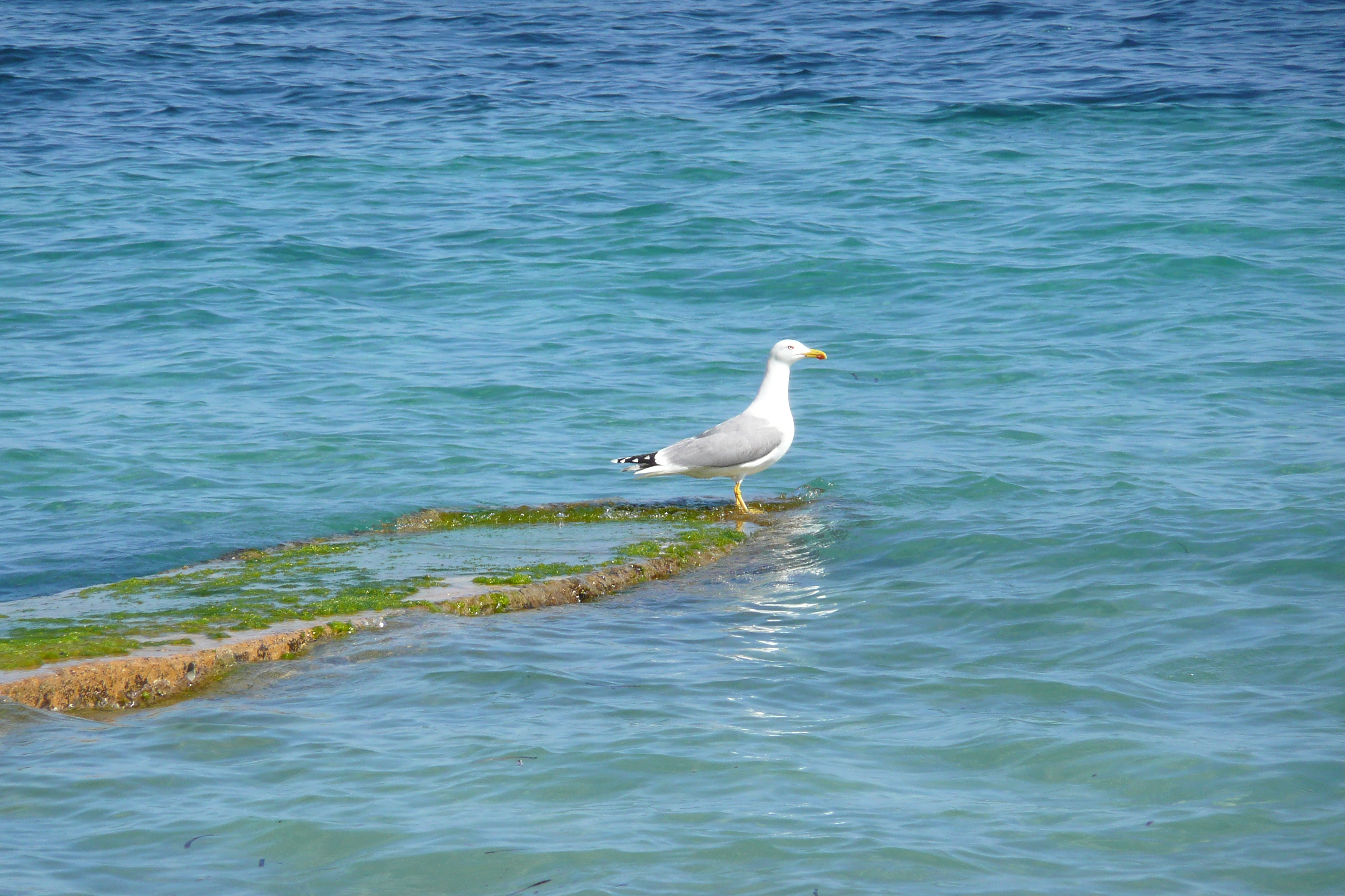 Picture France Cannes Plage Gazagnaire 2008-03 74 - Discovery Plage Gazagnaire