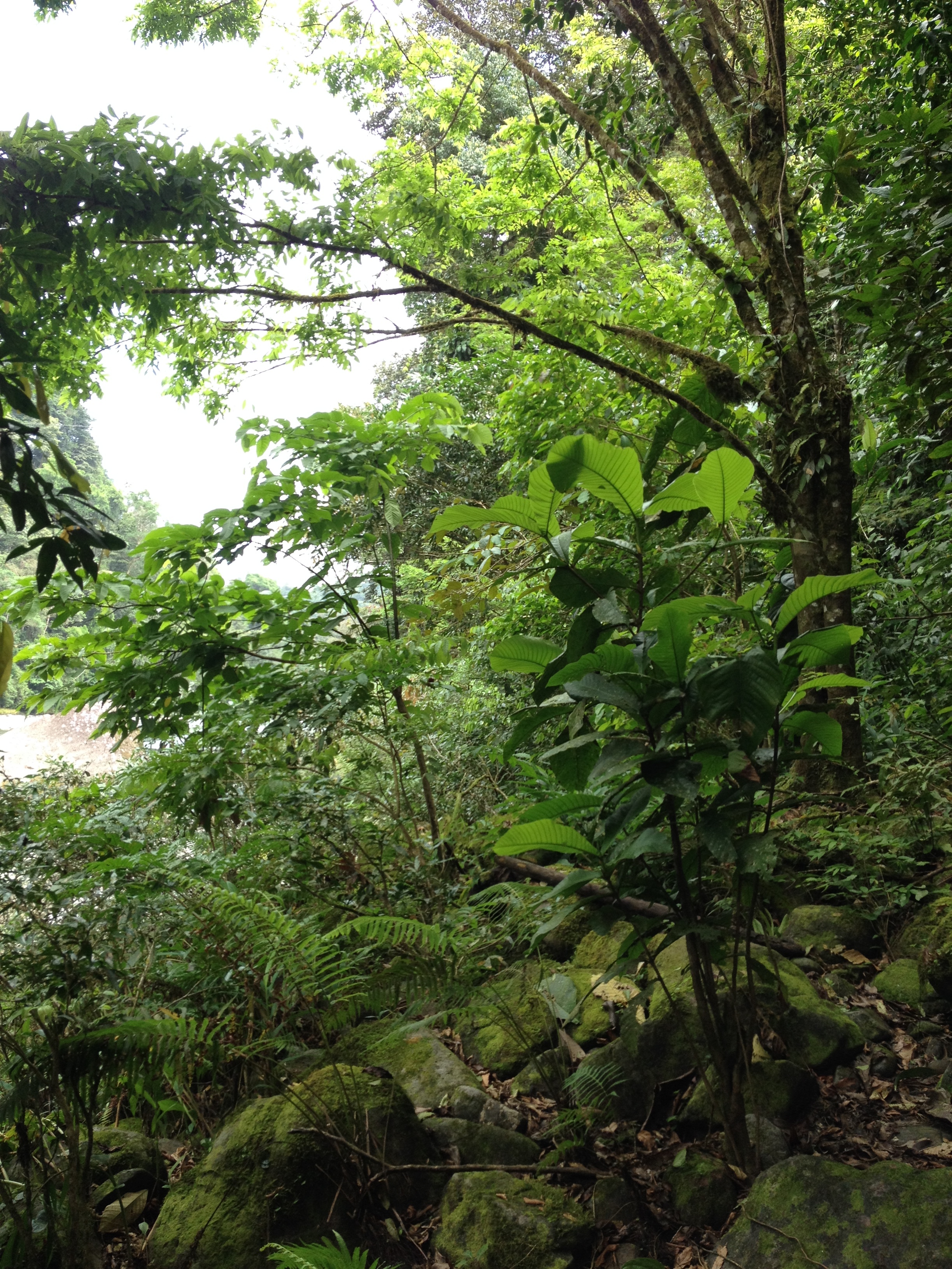 Picture Costa Rica Pacuare River 2015-03 44 - Tour Pacuare River