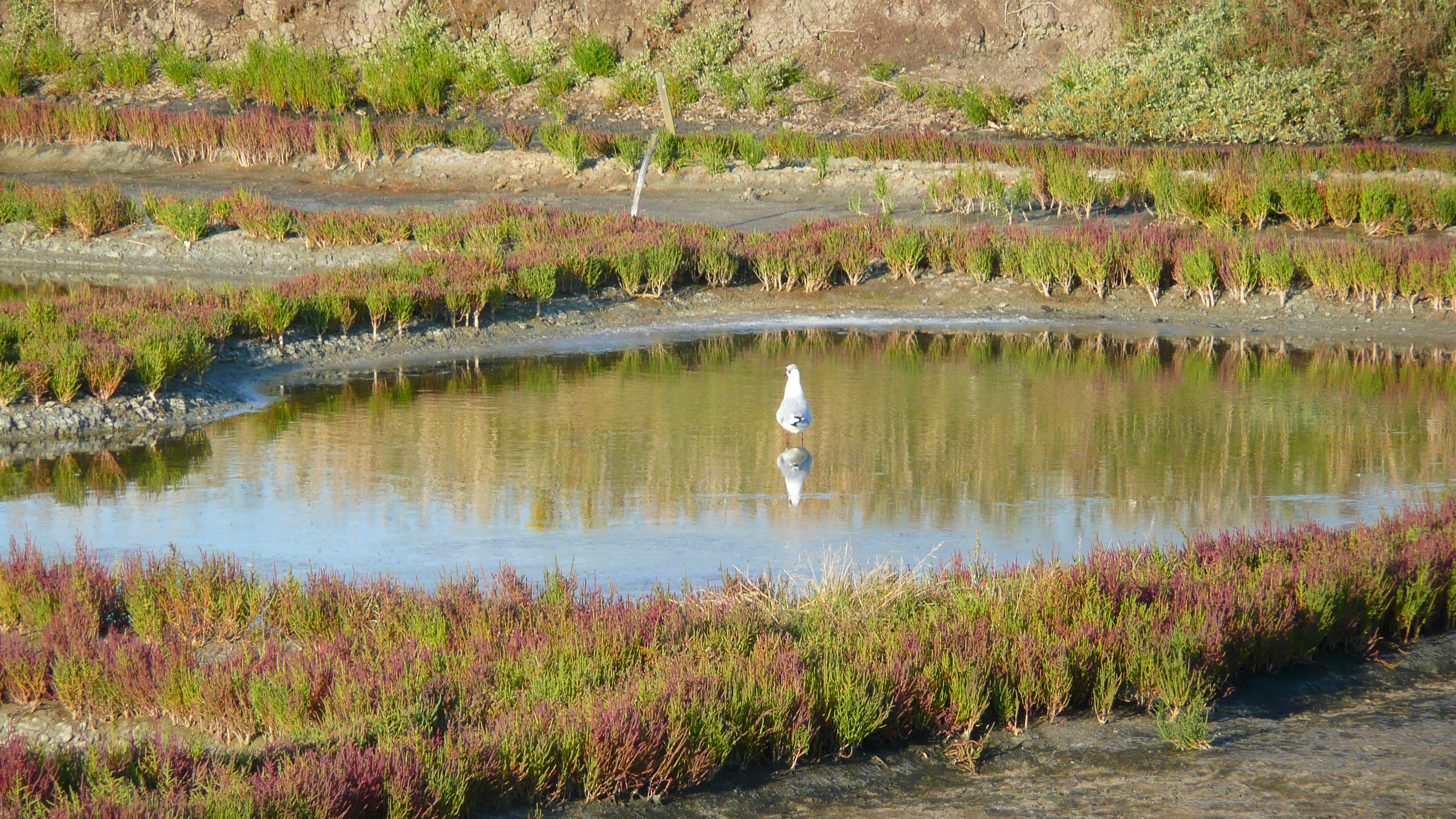 Picture France Guerande Les marais salants 2007-08 27 - Tours Les marais salants