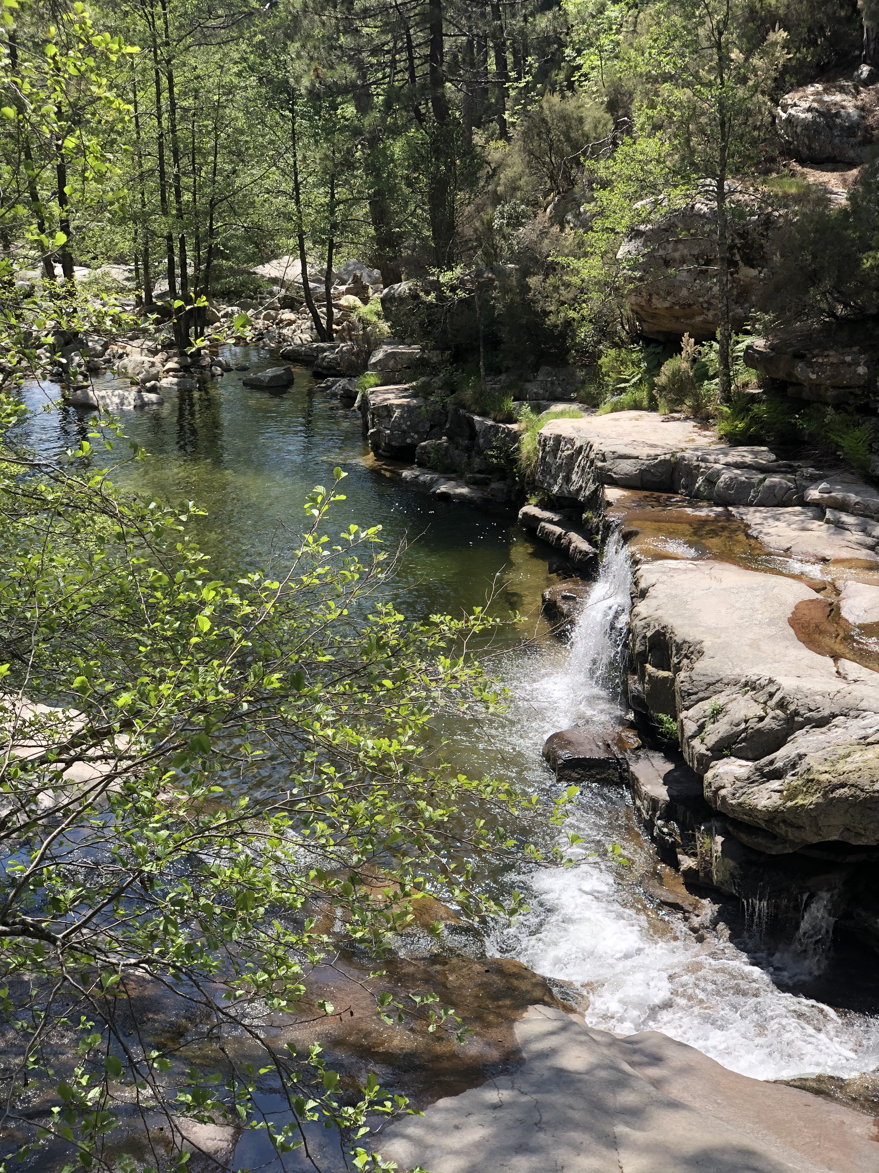 Picture France Corsica Aitone Forest 2021-06 24 - Tours Aitone Forest