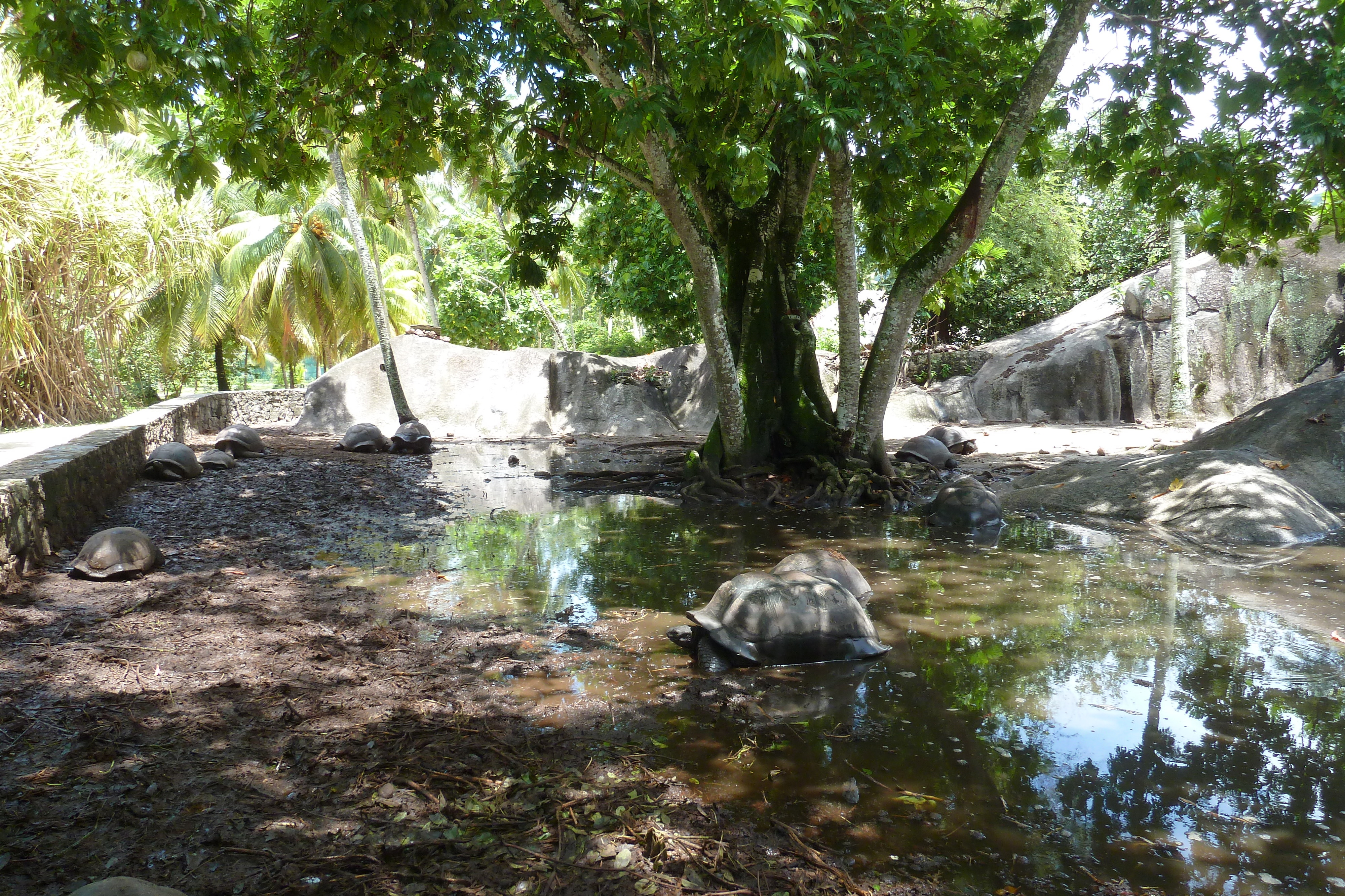 Picture Seychelles La Digue 2011-10 194 - Tours La Digue