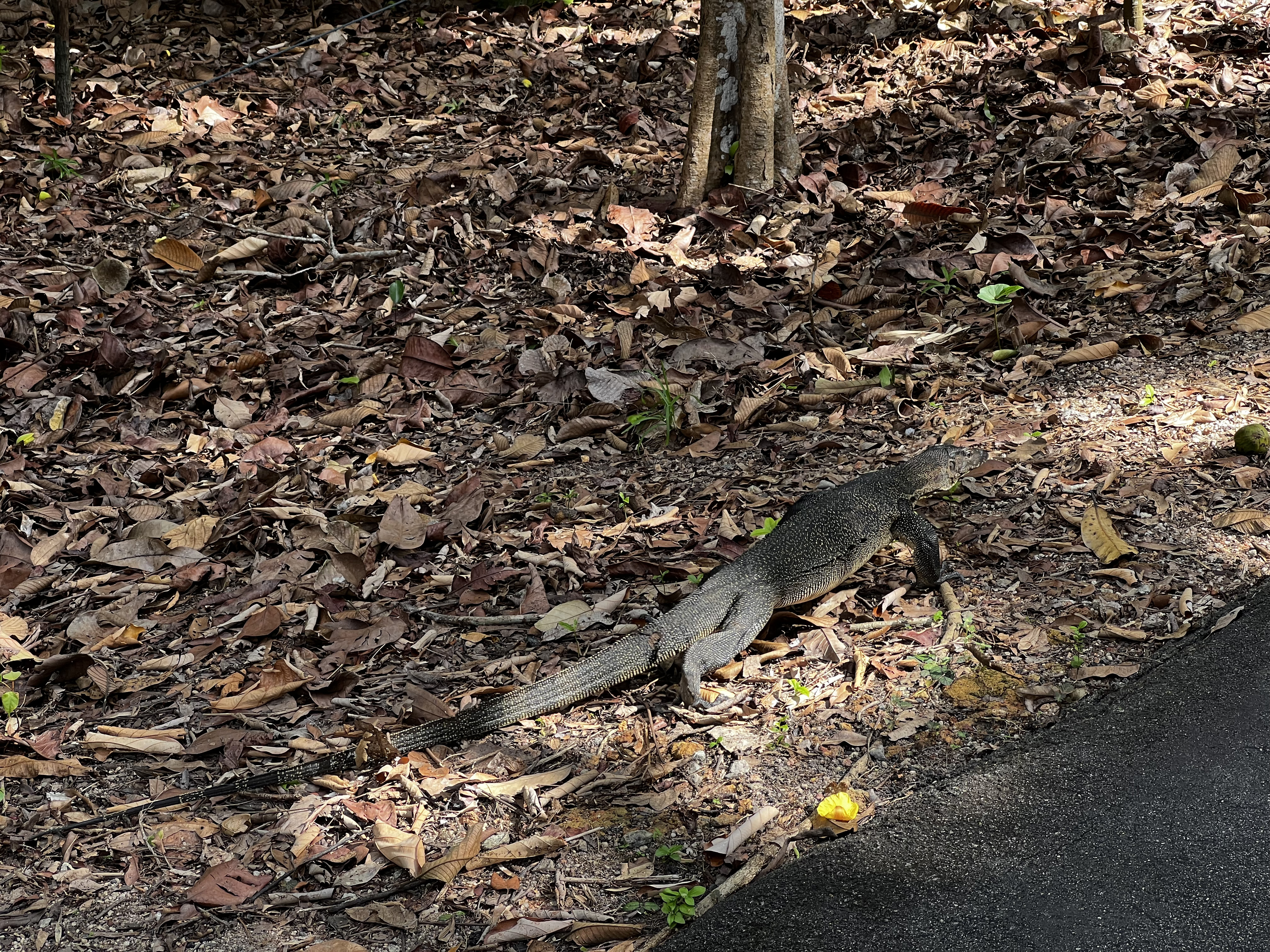 Picture Singapore Singapore Botanic Gardens 2023-01 44 - Tours Singapore Botanic Gardens