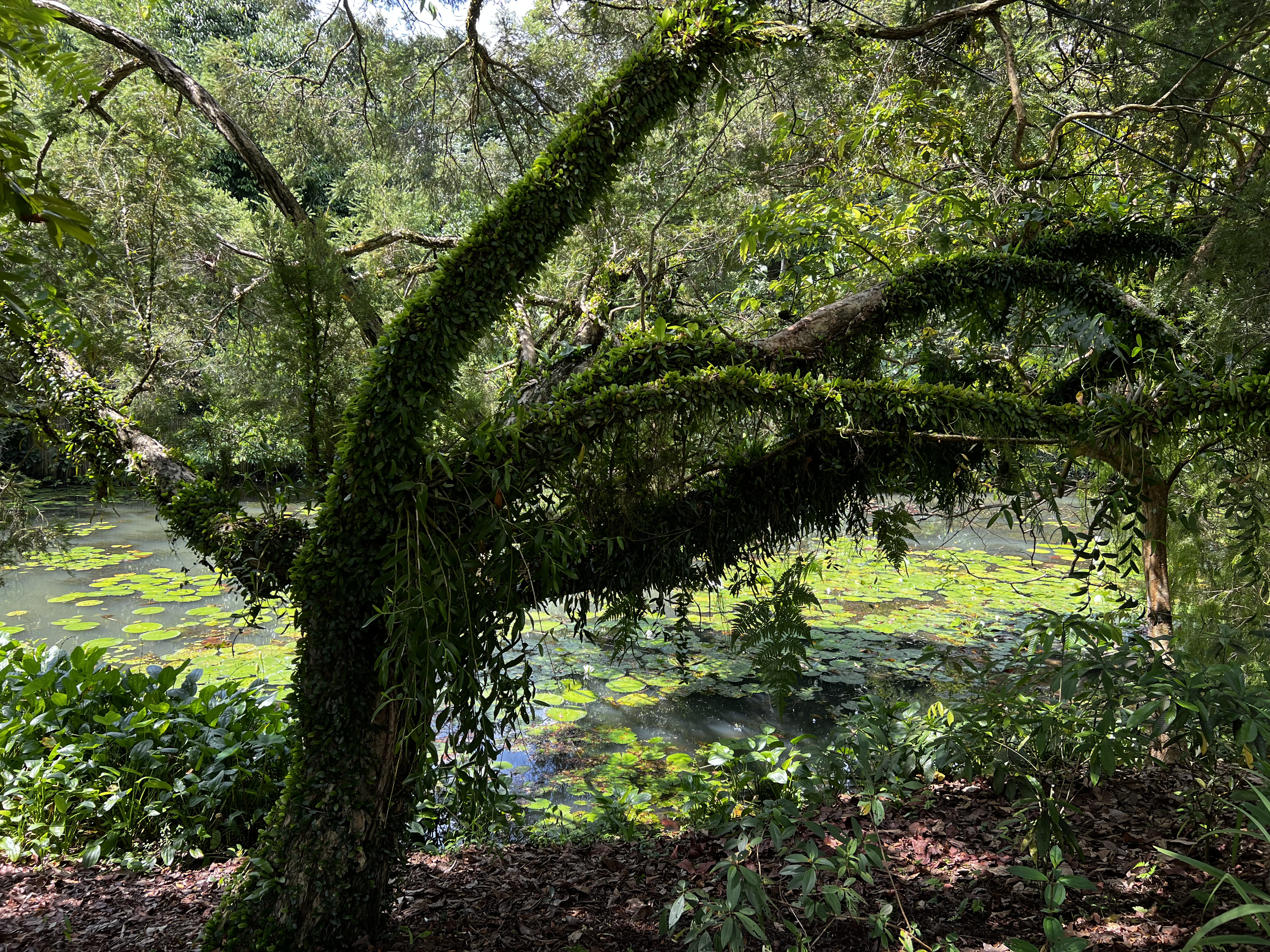 Picture Singapore Singapore Botanic Gardens 2023-01 98 - Tour Singapore Botanic Gardens