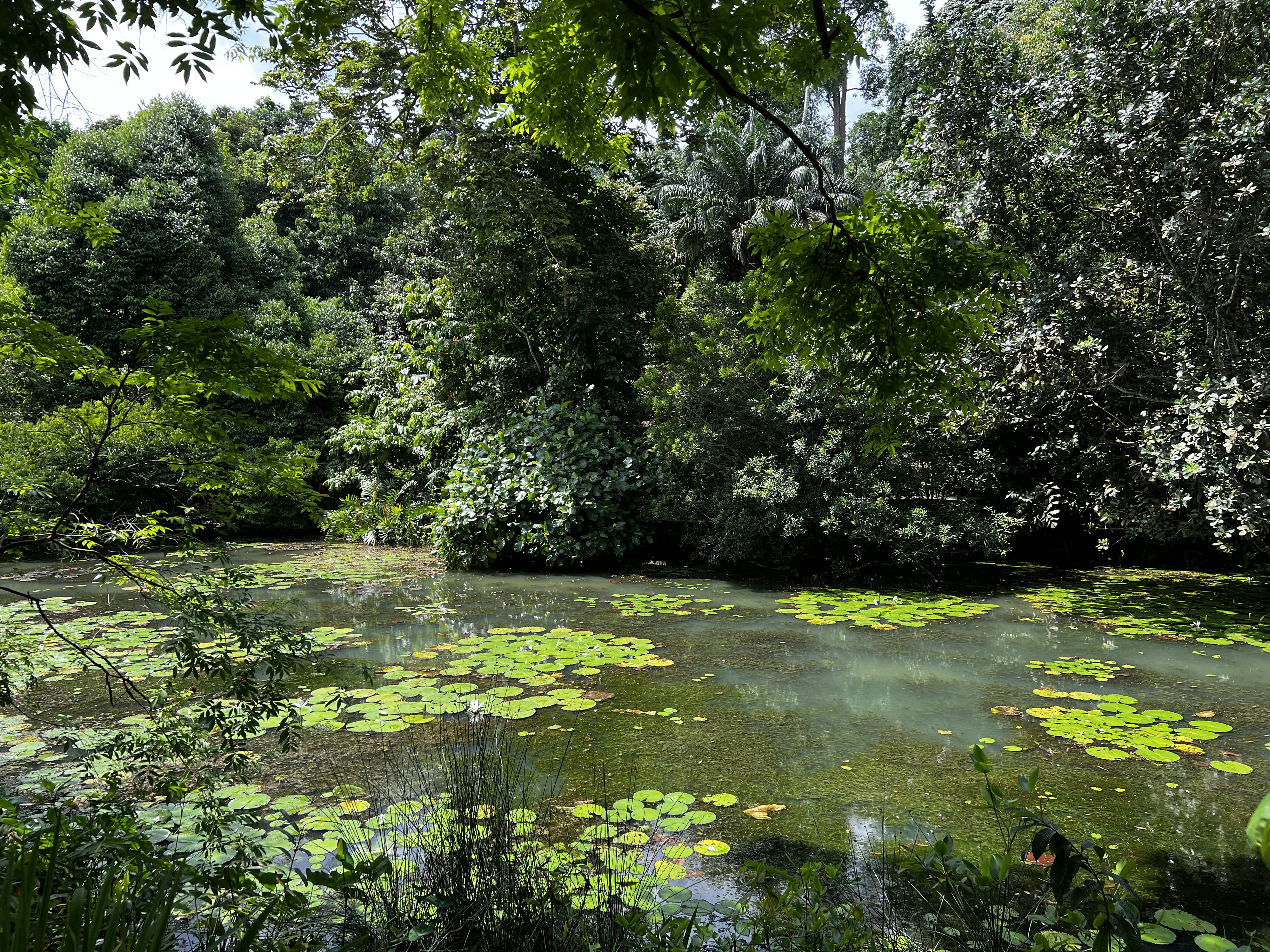 Picture Singapore Singapore Botanic Gardens 2023-01 6 - Discovery Singapore Botanic Gardens