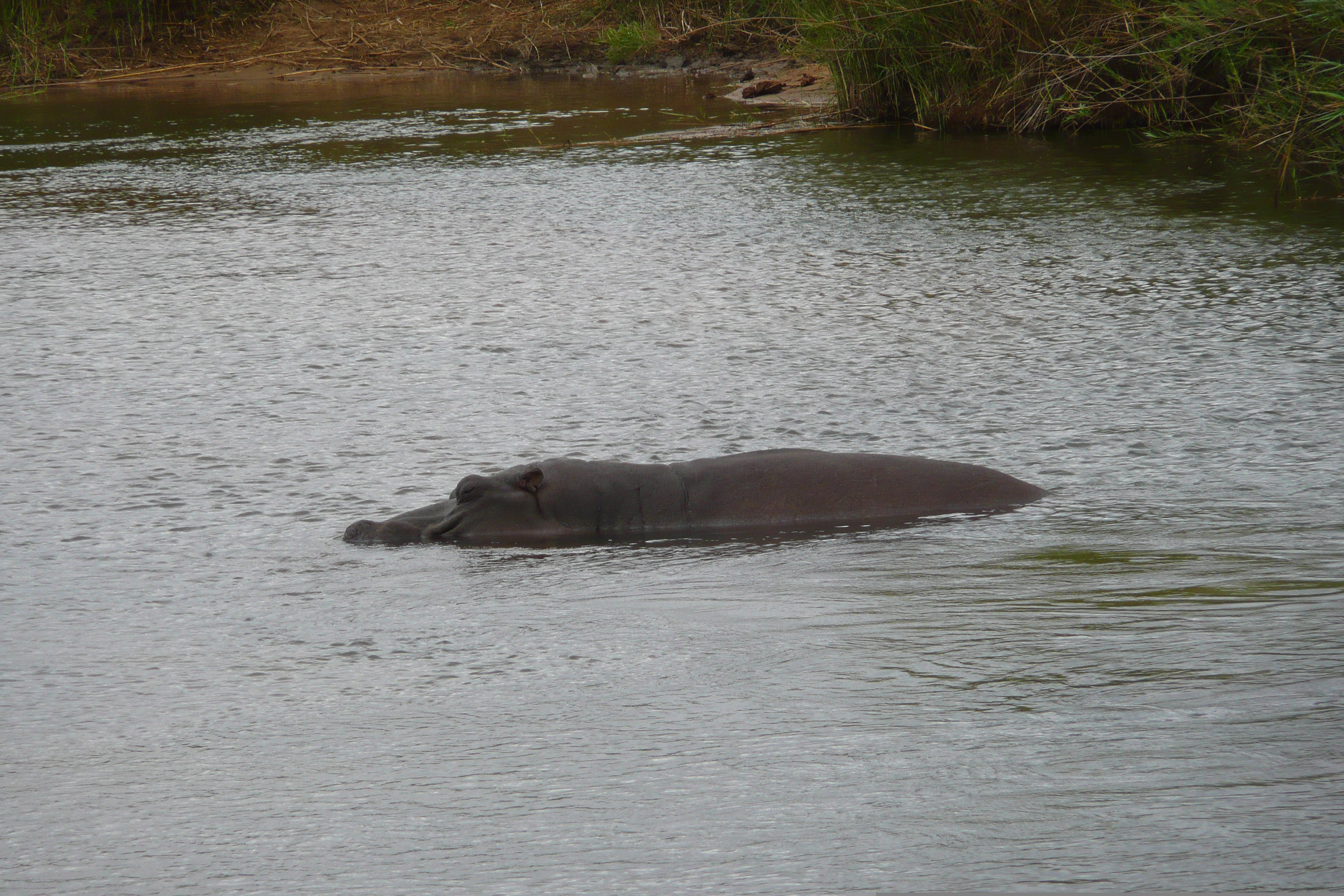 Picture South Africa Kruger National Park Sable River 2008-09 72 - Recreation Sable River