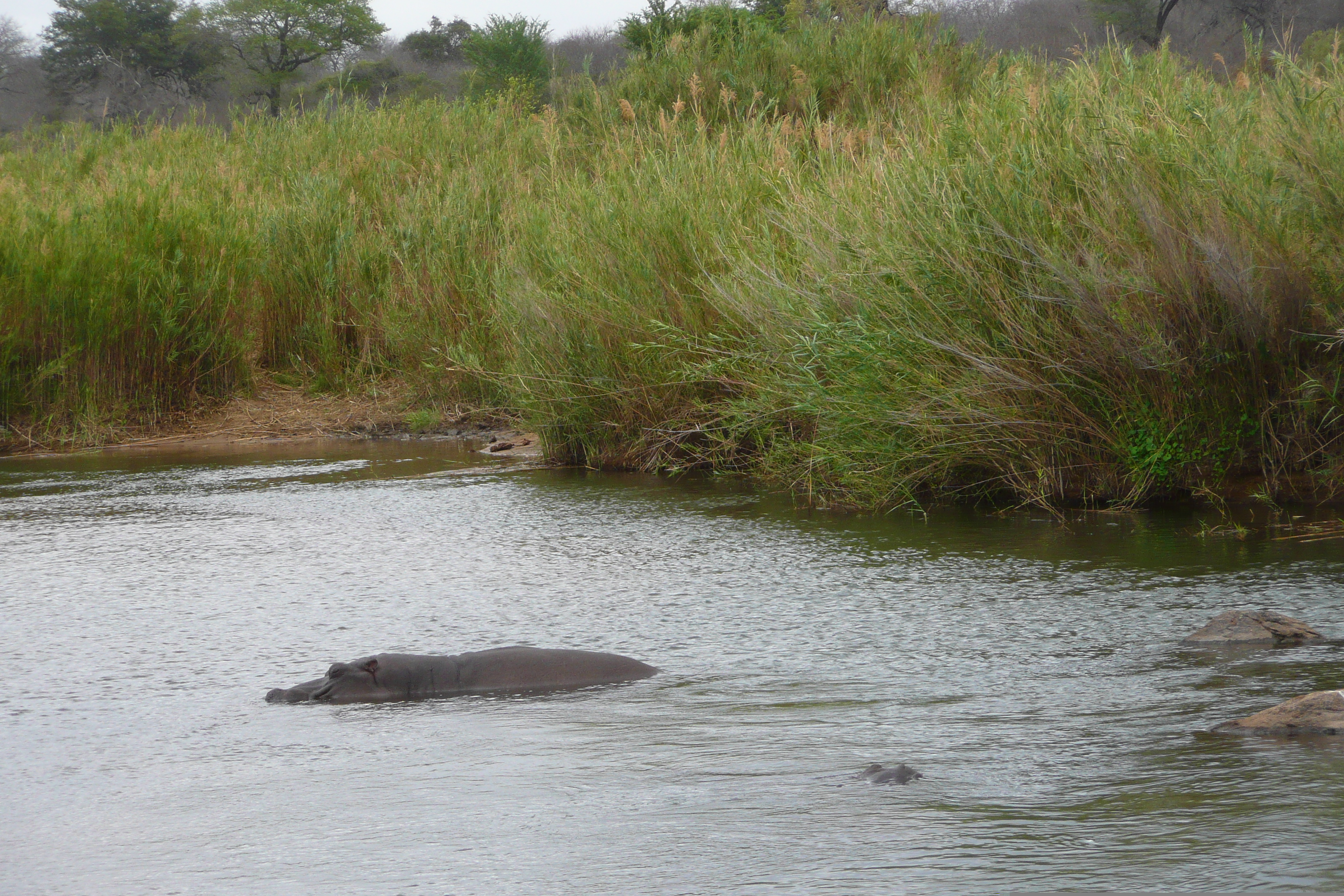 Picture South Africa Kruger National Park Sable River 2008-09 73 - Tour Sable River