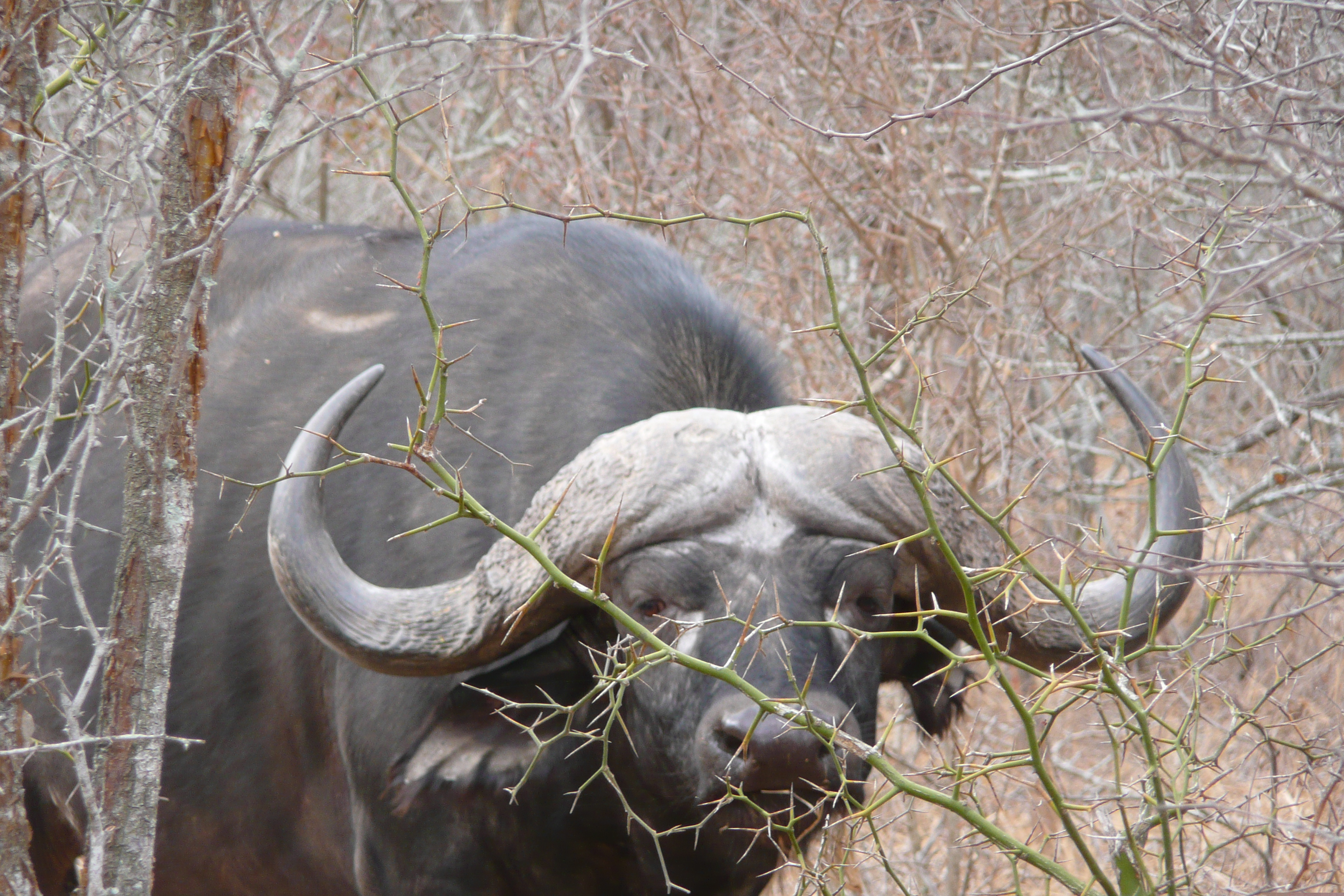 Picture South Africa Kruger National Park Sable River 2008-09 2 - Around Sable River