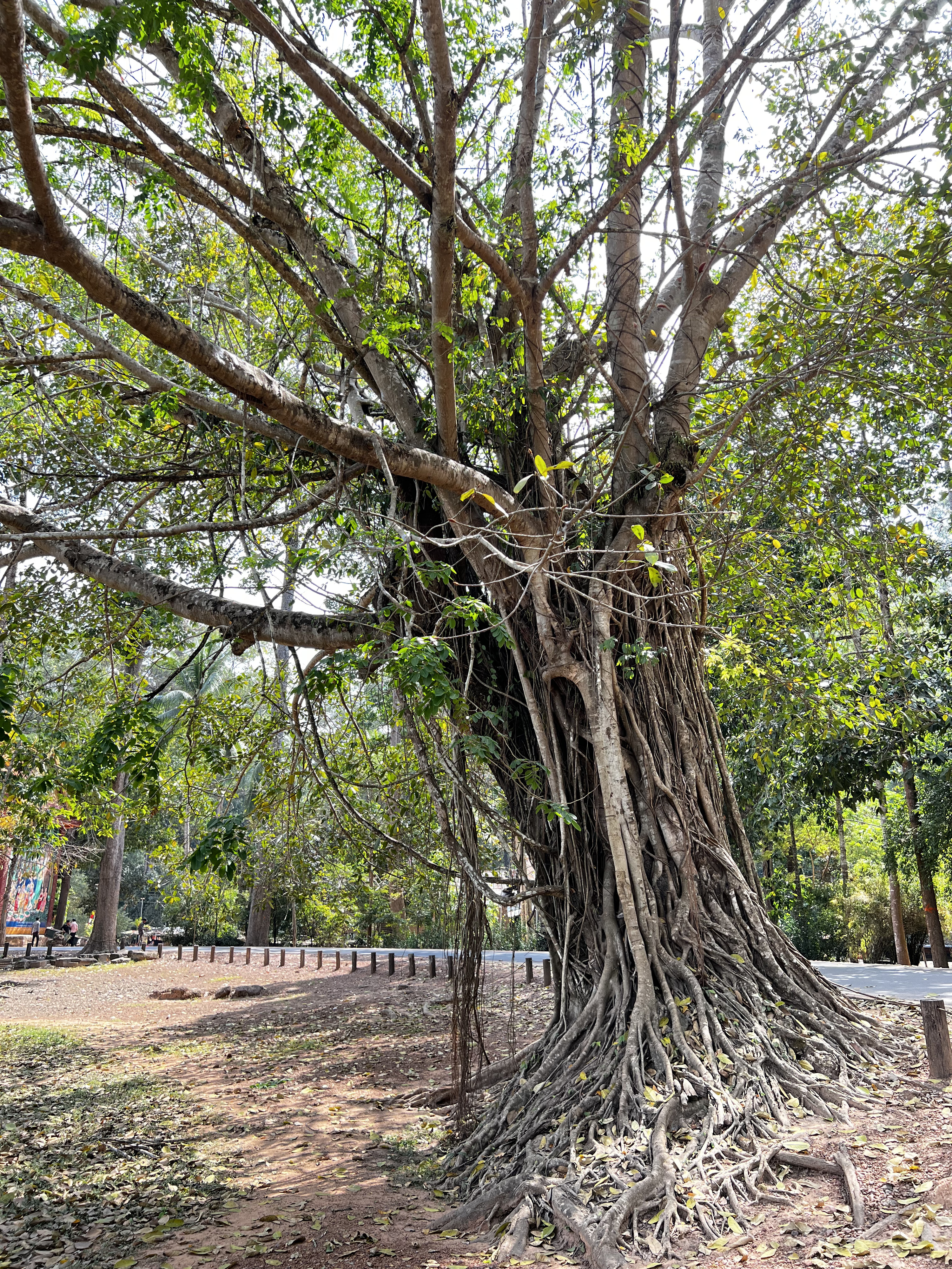 Picture Cambodia Siem Reap Bayon 2023-01 11 - Center Bayon