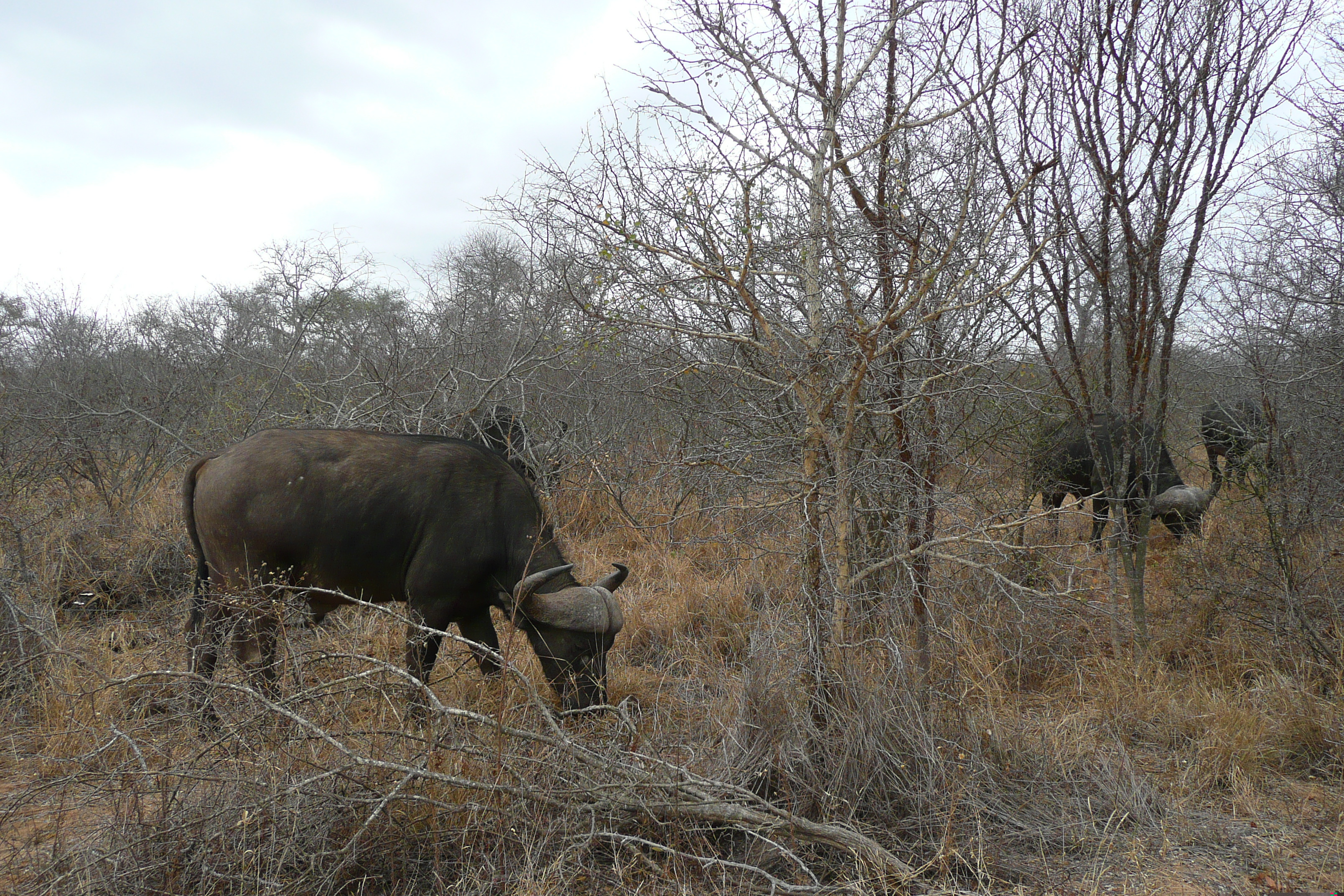 Picture South Africa Kruger National Park Sable River 2008-09 11 - Center Sable River