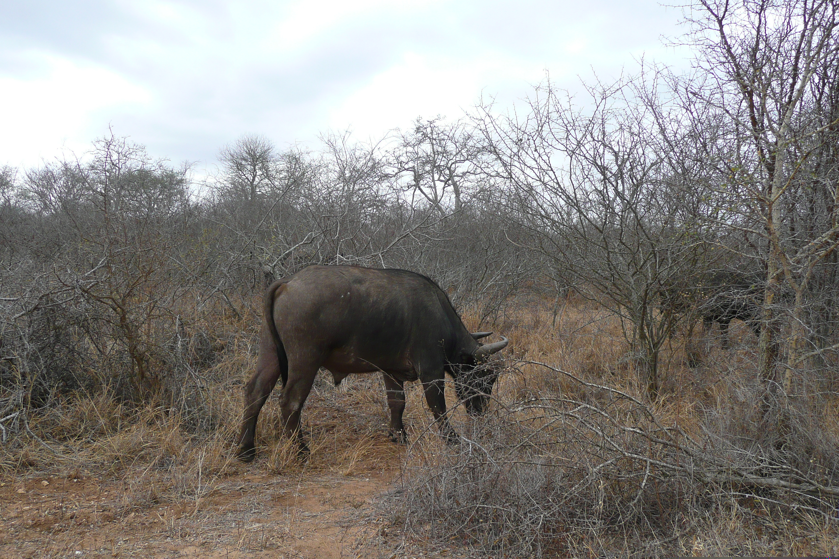 Picture South Africa Kruger National Park Sable River 2008-09 4 - Tour Sable River