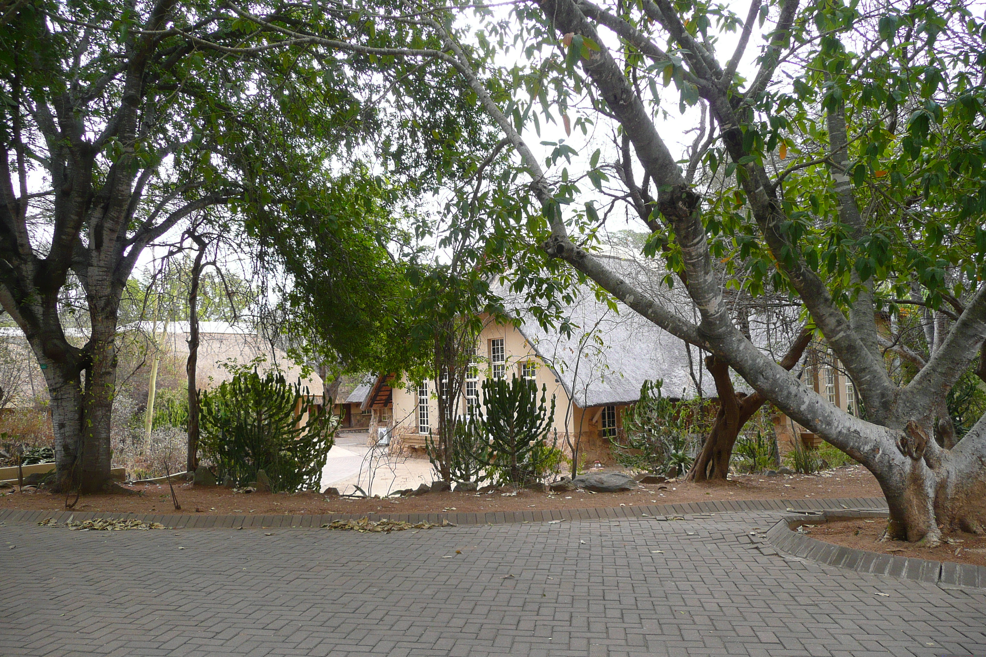 Picture South Africa Kruger National Park 2008-09 17 - Discovery Kruger National Park