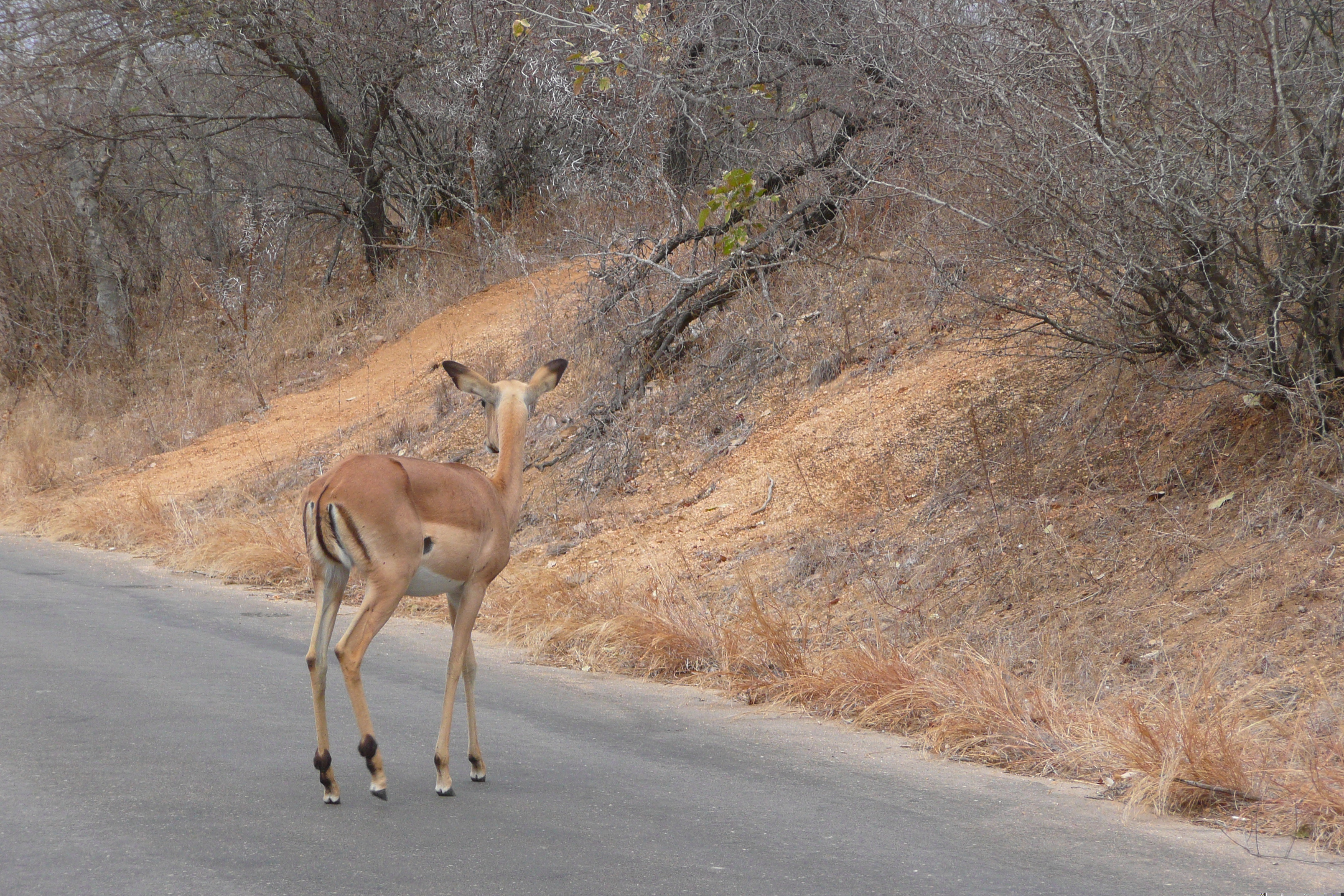 Picture South Africa Kruger National Park 2008-09 188 - Discovery Kruger National Park