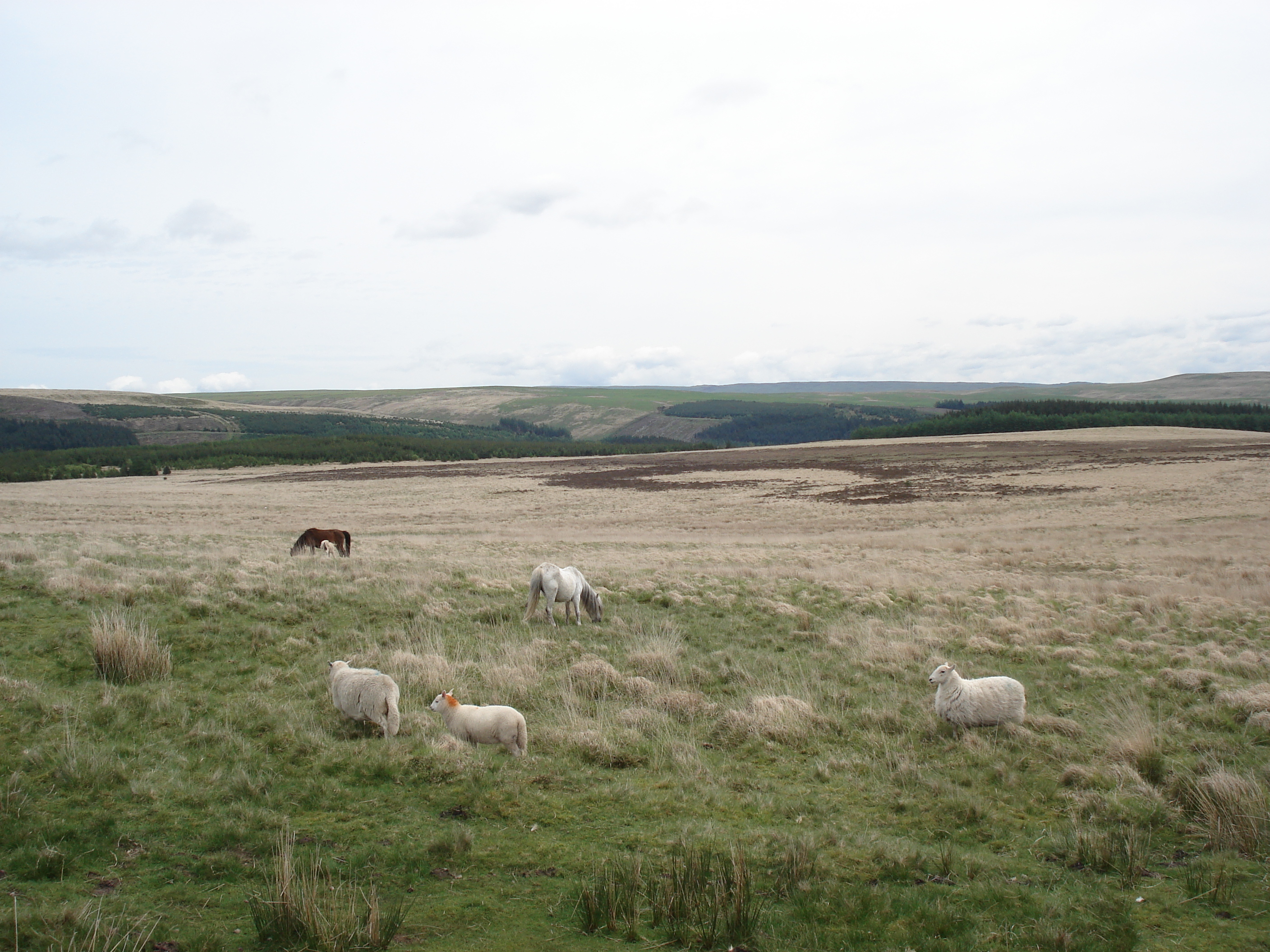 Picture United Kingdom Brecon Beacons National Parc 2006-05 19 - Tours Brecon Beacons National Parc