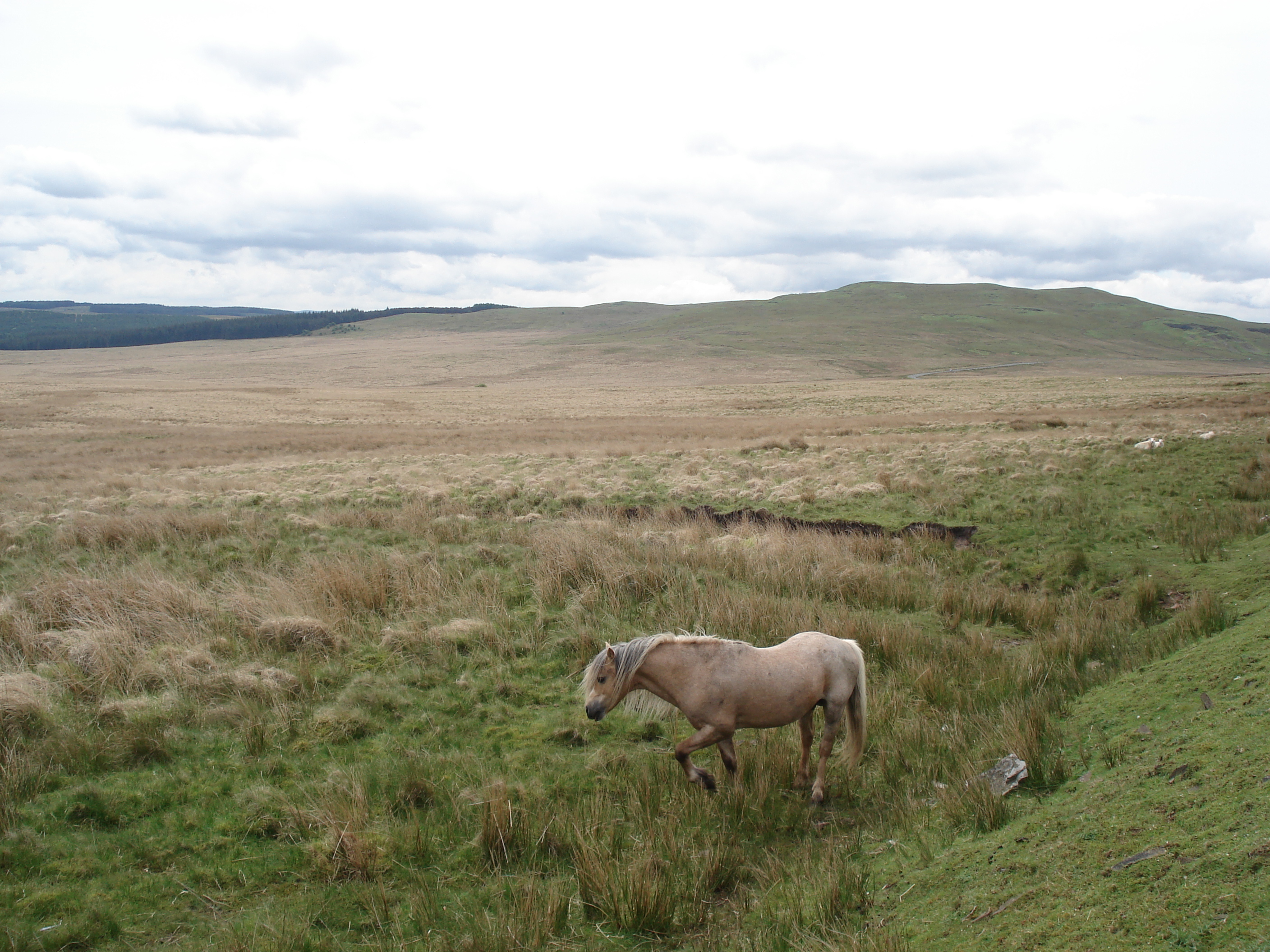 Picture United Kingdom Brecon Beacons National Parc 2006-05 25 - Tour Brecon Beacons National Parc