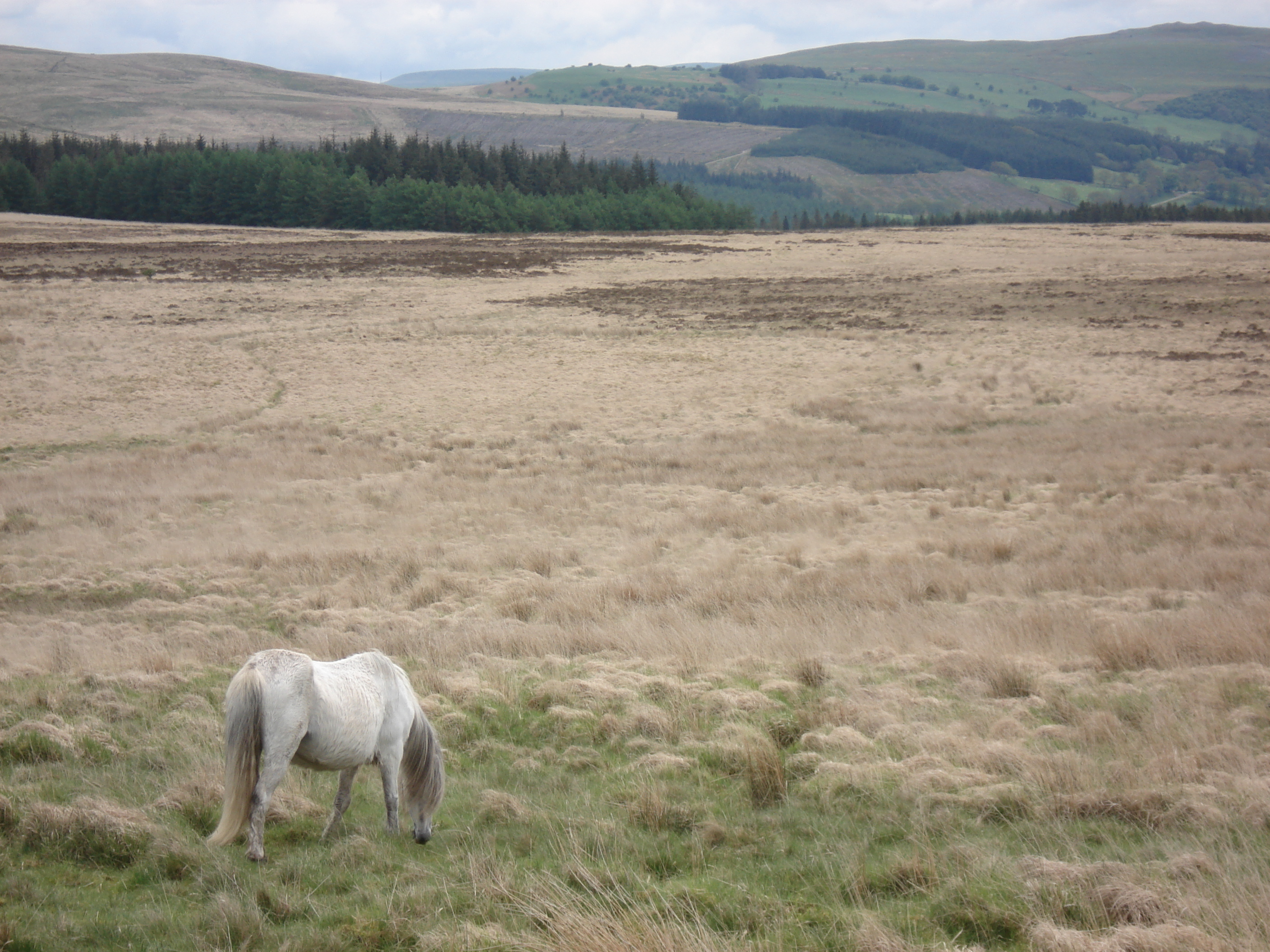 Picture United Kingdom Brecon Beacons National Parc 2006-05 17 - Center Brecon Beacons National Parc