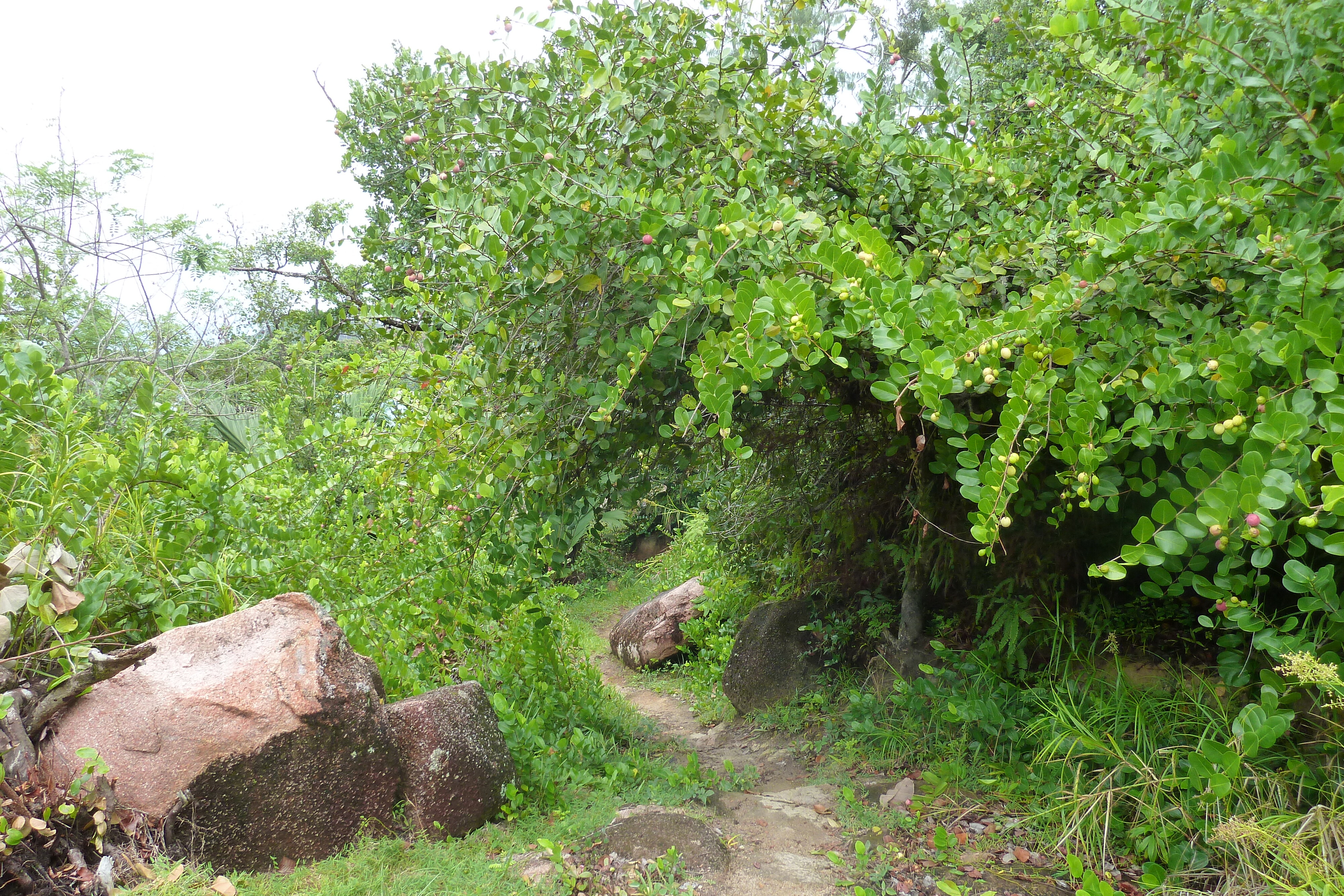 Picture Seychelles Anse Lazio 2011-10 113 - Discovery Anse Lazio