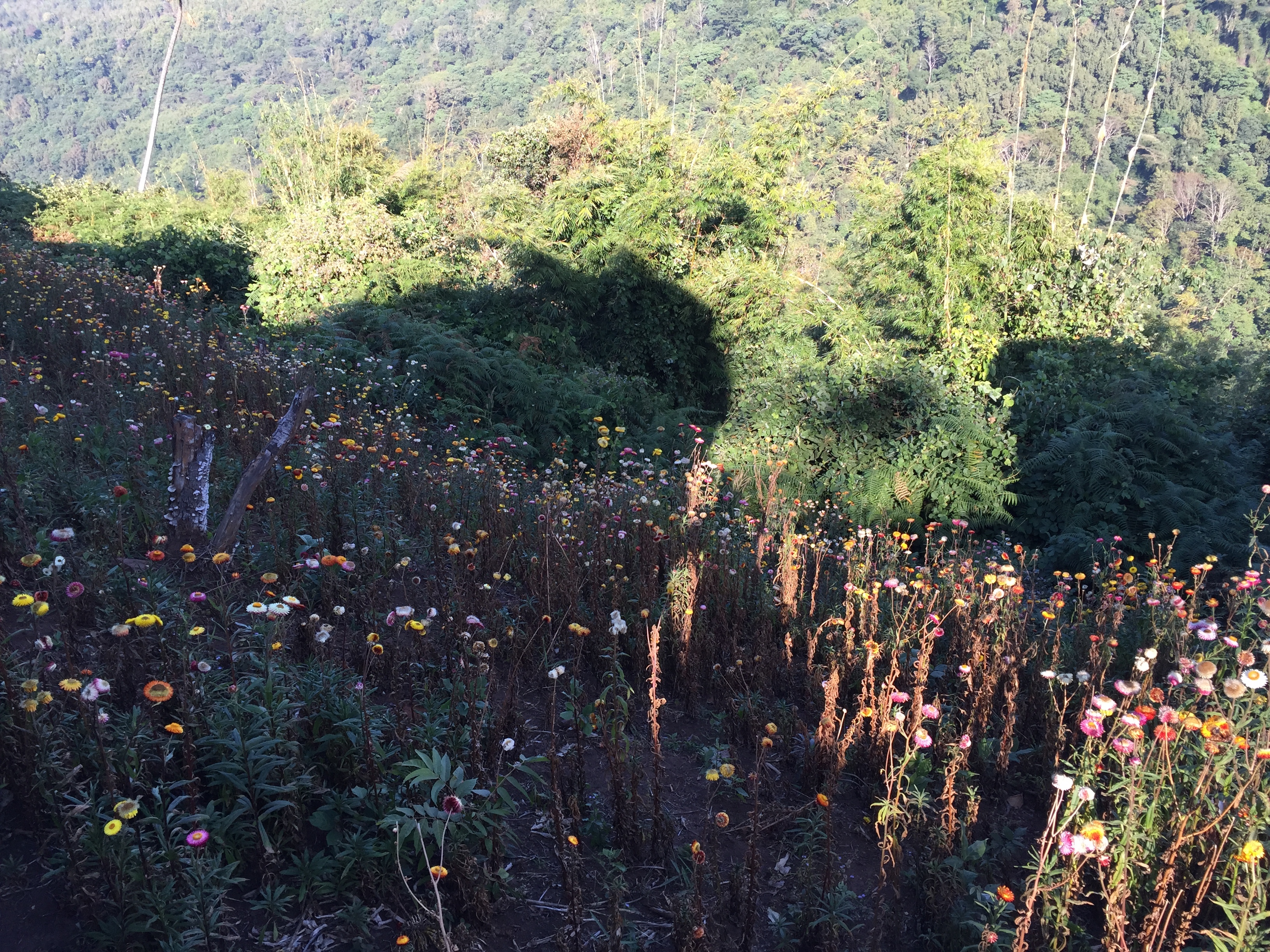 Picture Thailand Phu Hin Rong Kla National Park 2014-12 407 - Journey Phu Hin Rong Kla National Park