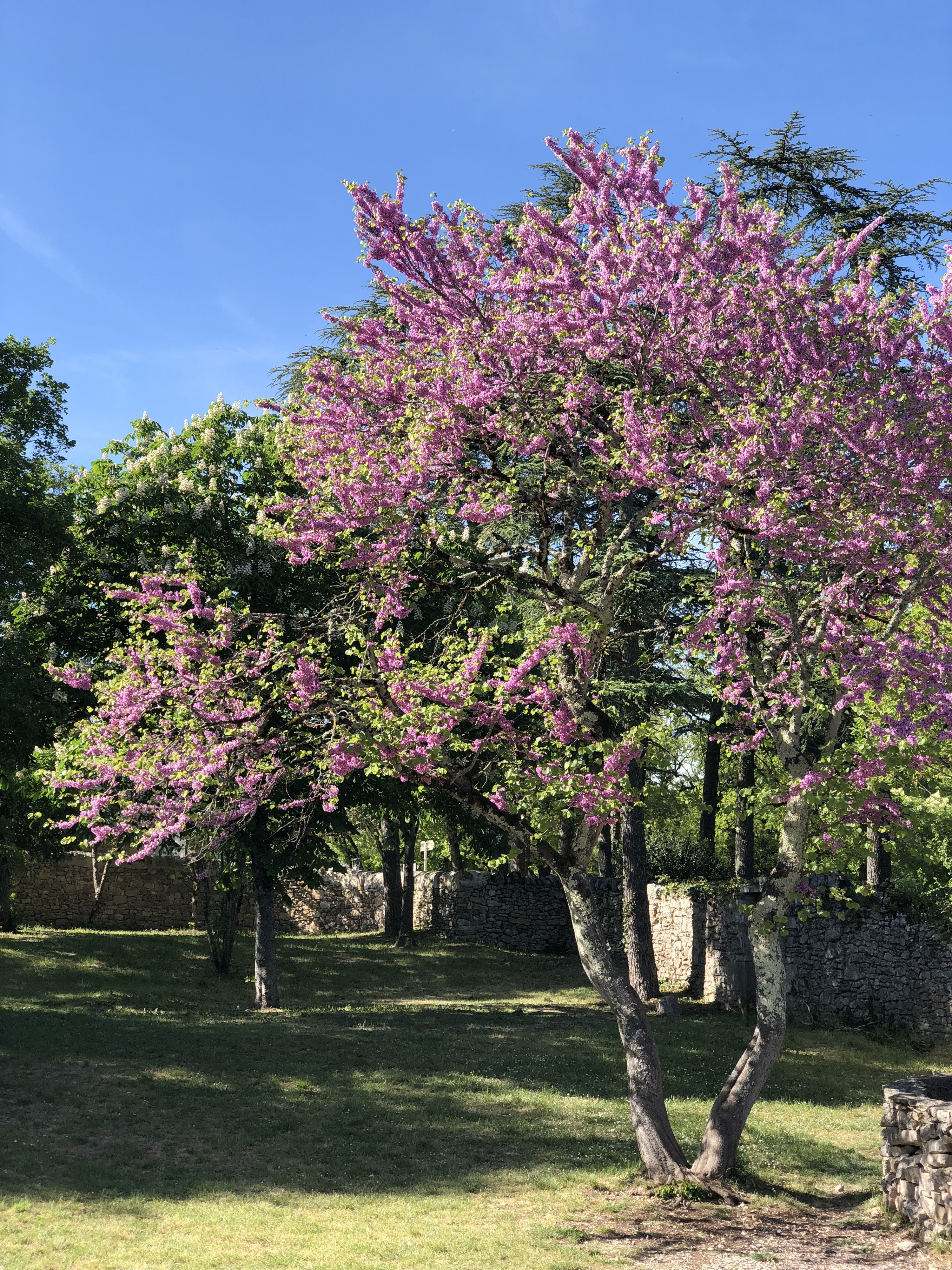 Picture France Rocamadour 2018-04 43 - Tours Rocamadour