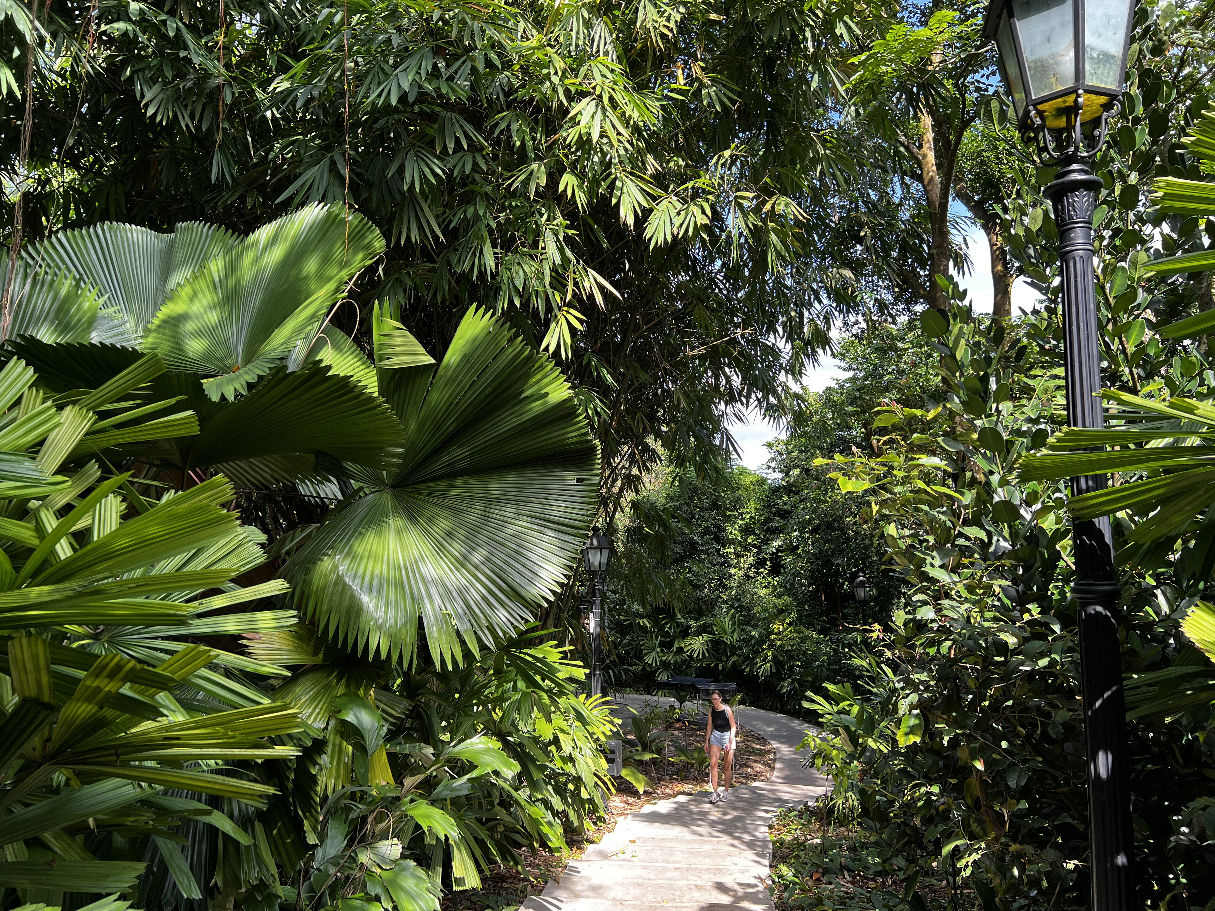 Picture Singapore Singapore Botanic Gardens 2023-01 18 - Discovery Singapore Botanic Gardens