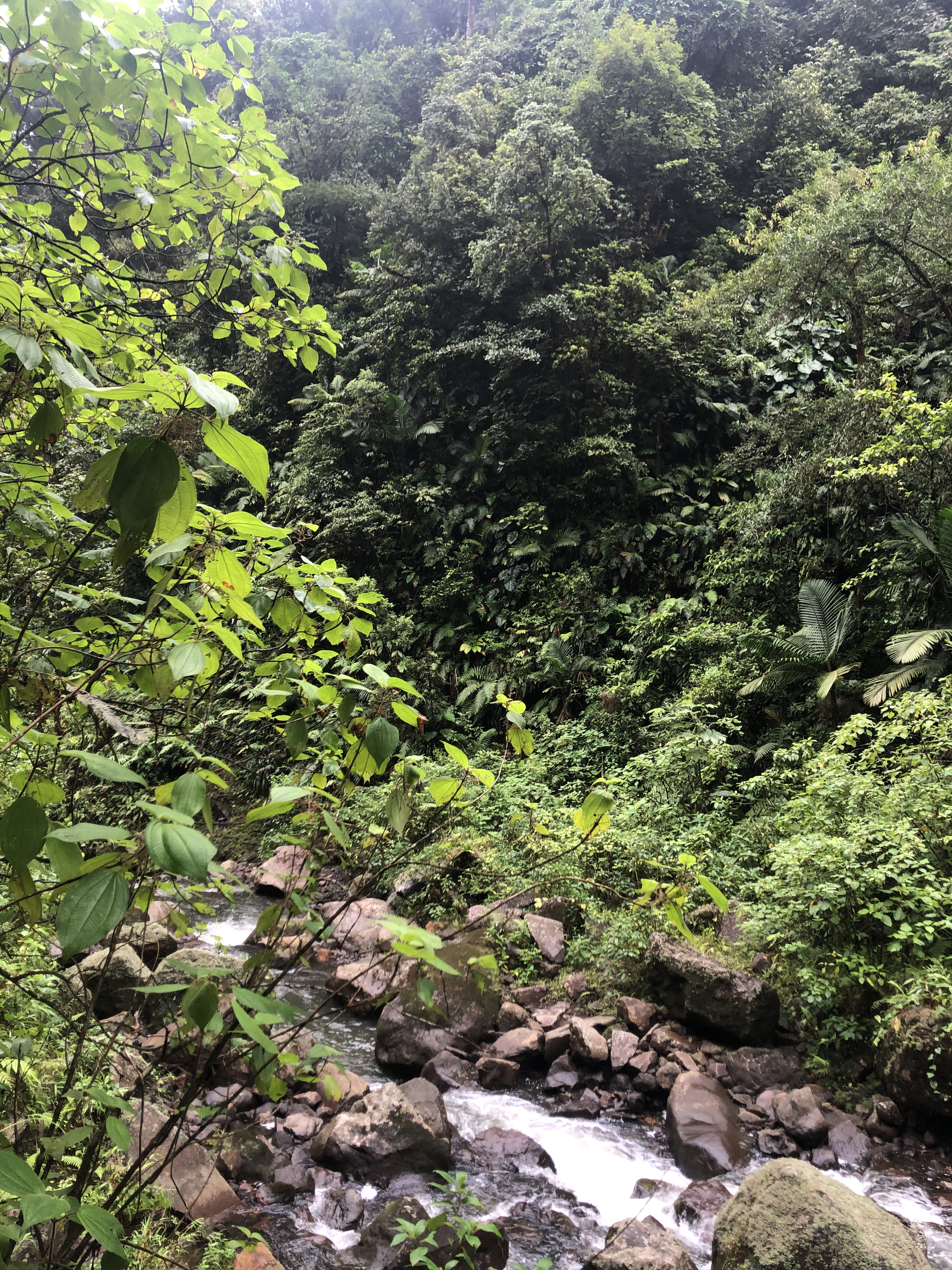 Picture Guadeloupe Carbet Falls 2021-02 21 - Discovery Carbet Falls