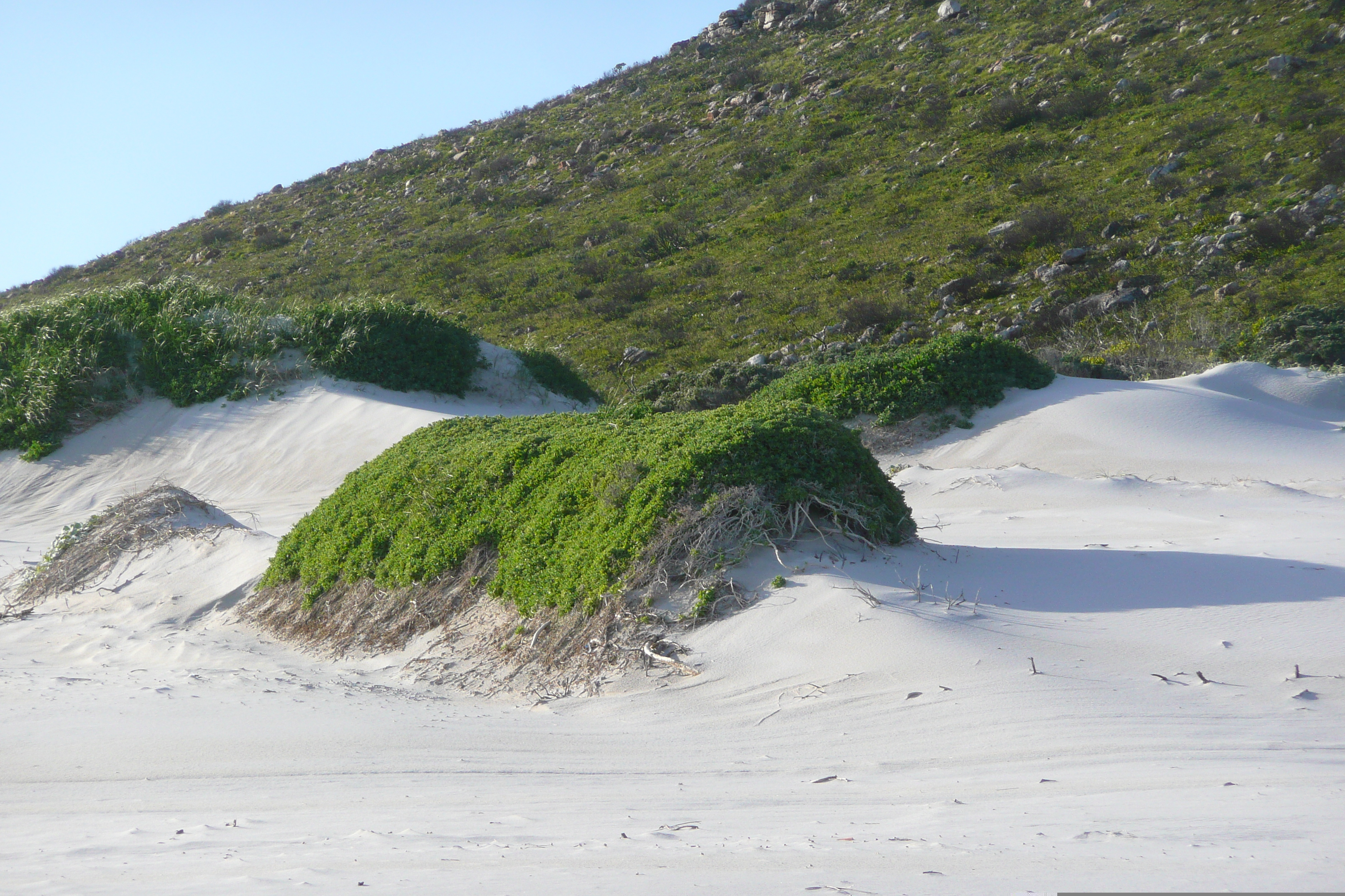 Picture South Africa Cape of Good Hope 2008-09 5 - Around Cape of Good Hope