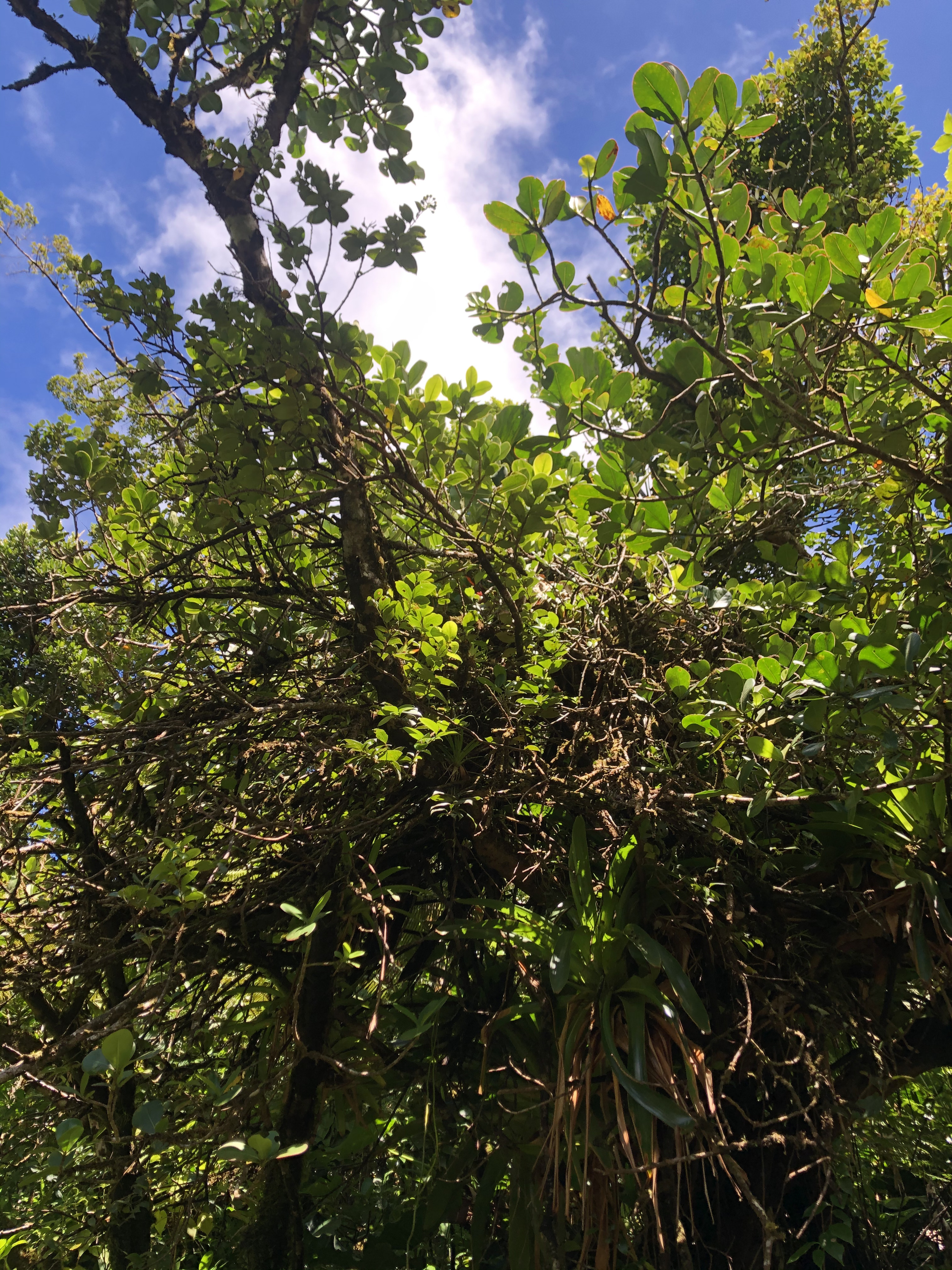 Picture Guadeloupe La Grande Soufriere 2021-02 51 - Tours La Grande Soufriere