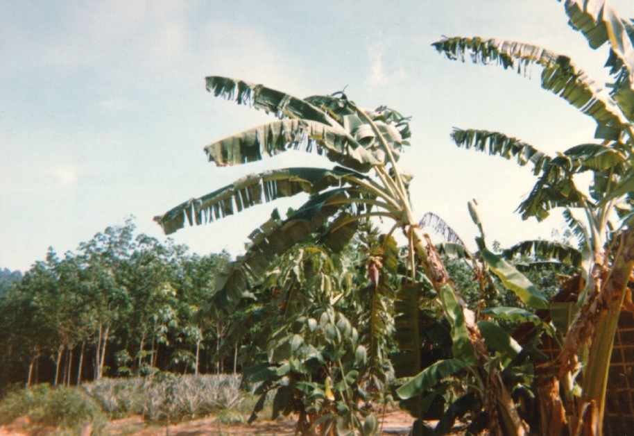 Picture Thailand Phuket 1989-04 66 - Around Phuket