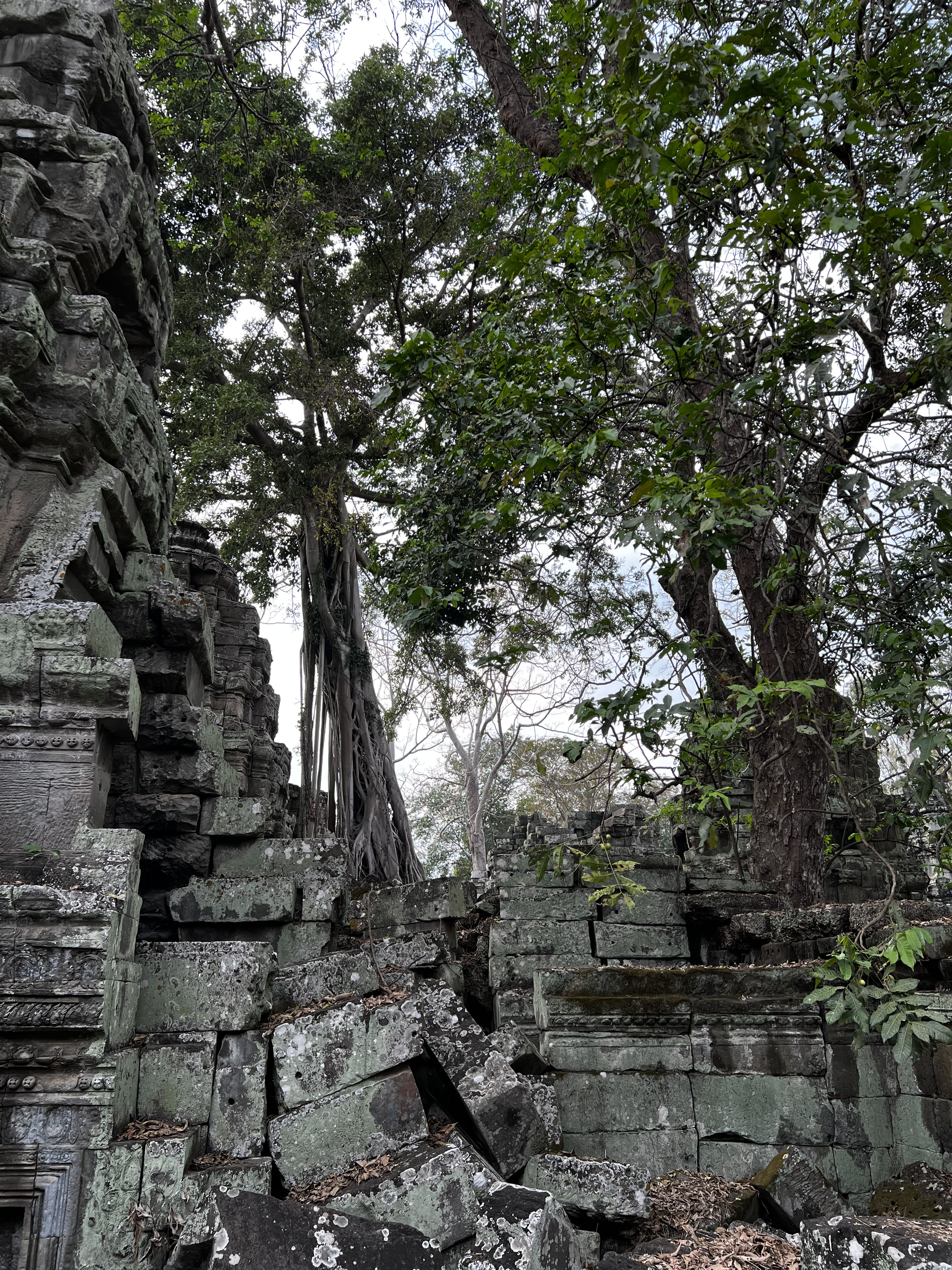 Picture Cambodia Siem Reap Ta Prohm 2023-01 6 - Tour Ta Prohm