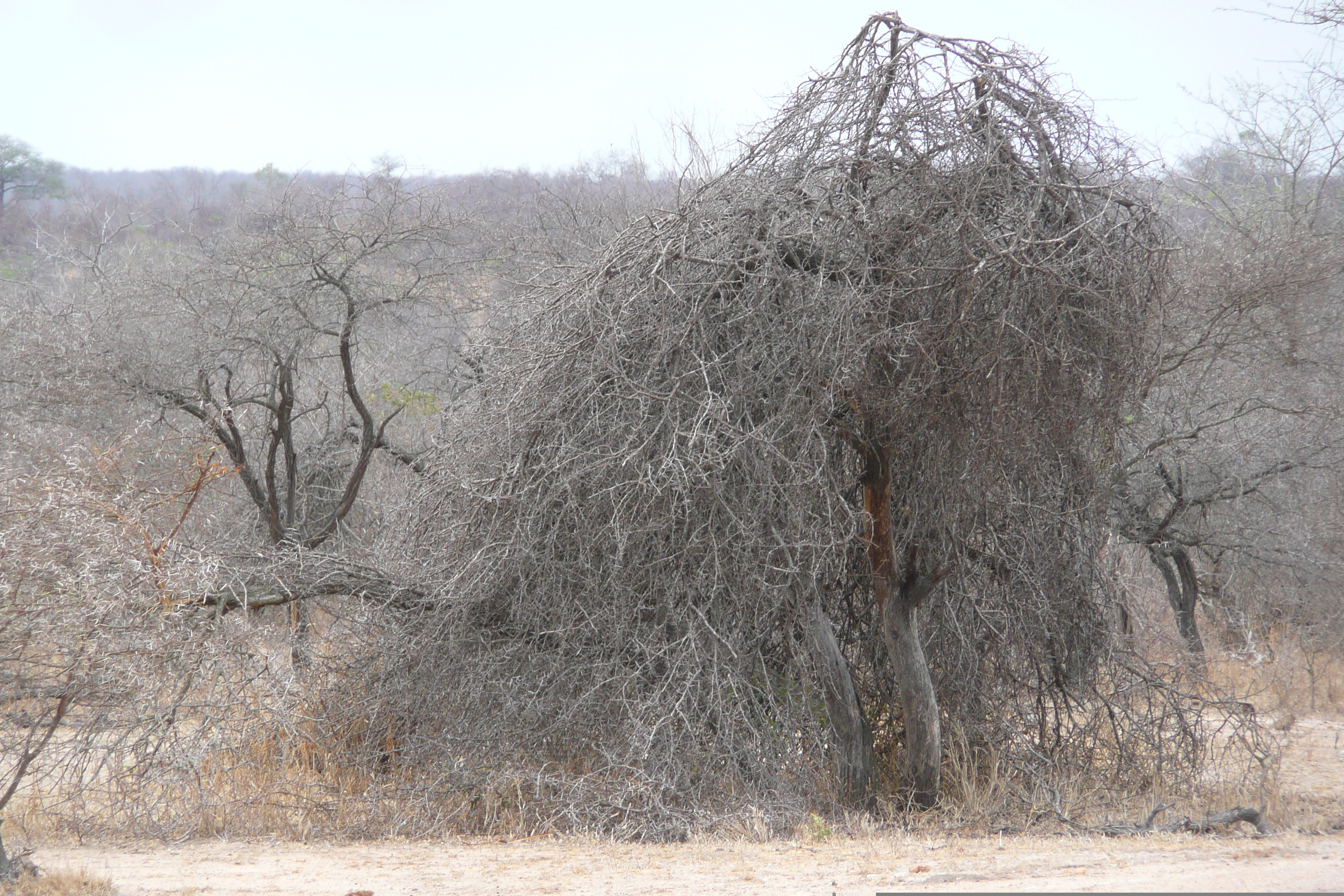 Picture South Africa Kruger National Park 2008-09 3 - History Kruger National Park