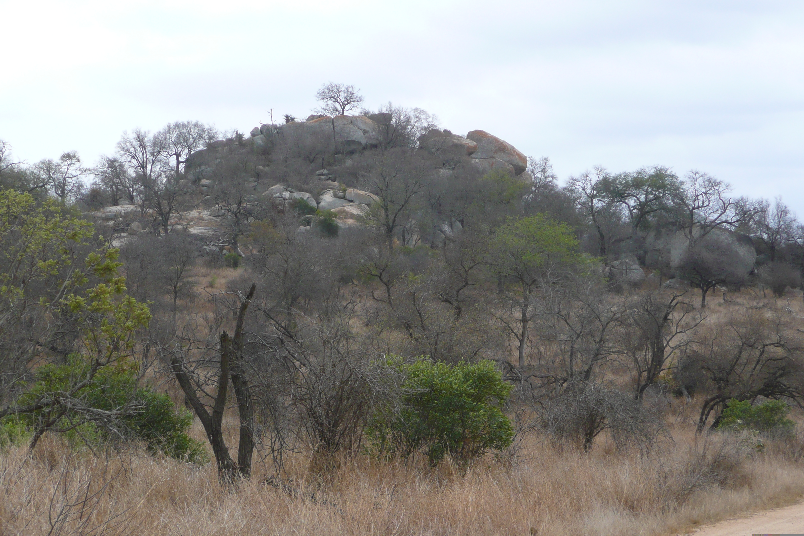 Picture South Africa Kruger National Park 2008-09 13 - Center Kruger National Park