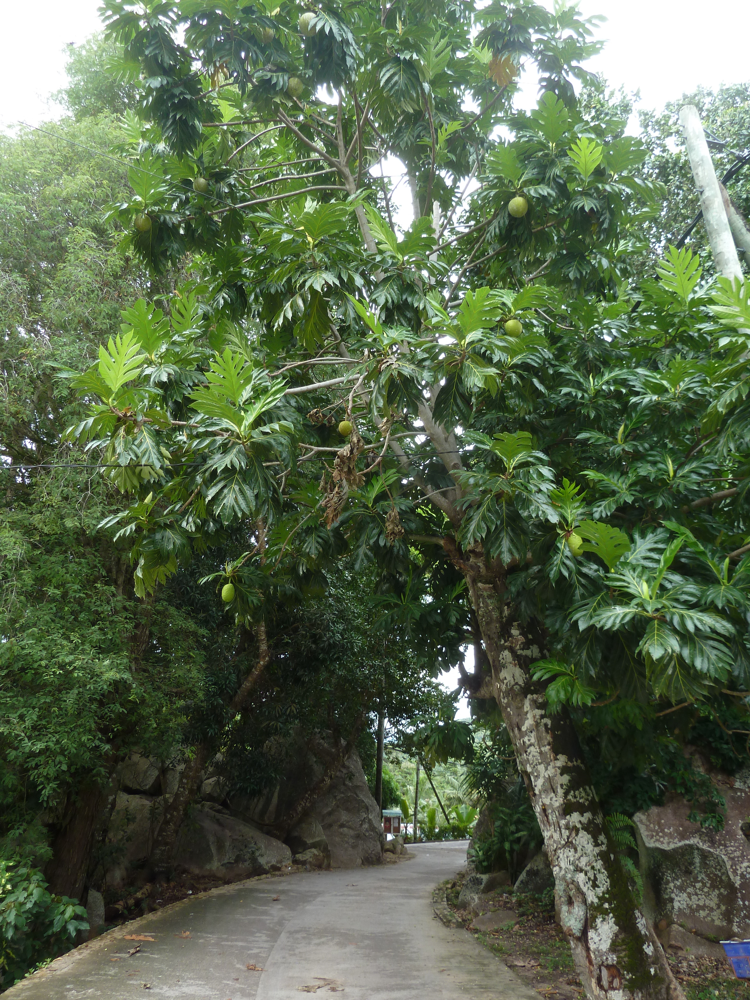 Picture Seychelles La Digue 2011-10 200 - Tours La Digue