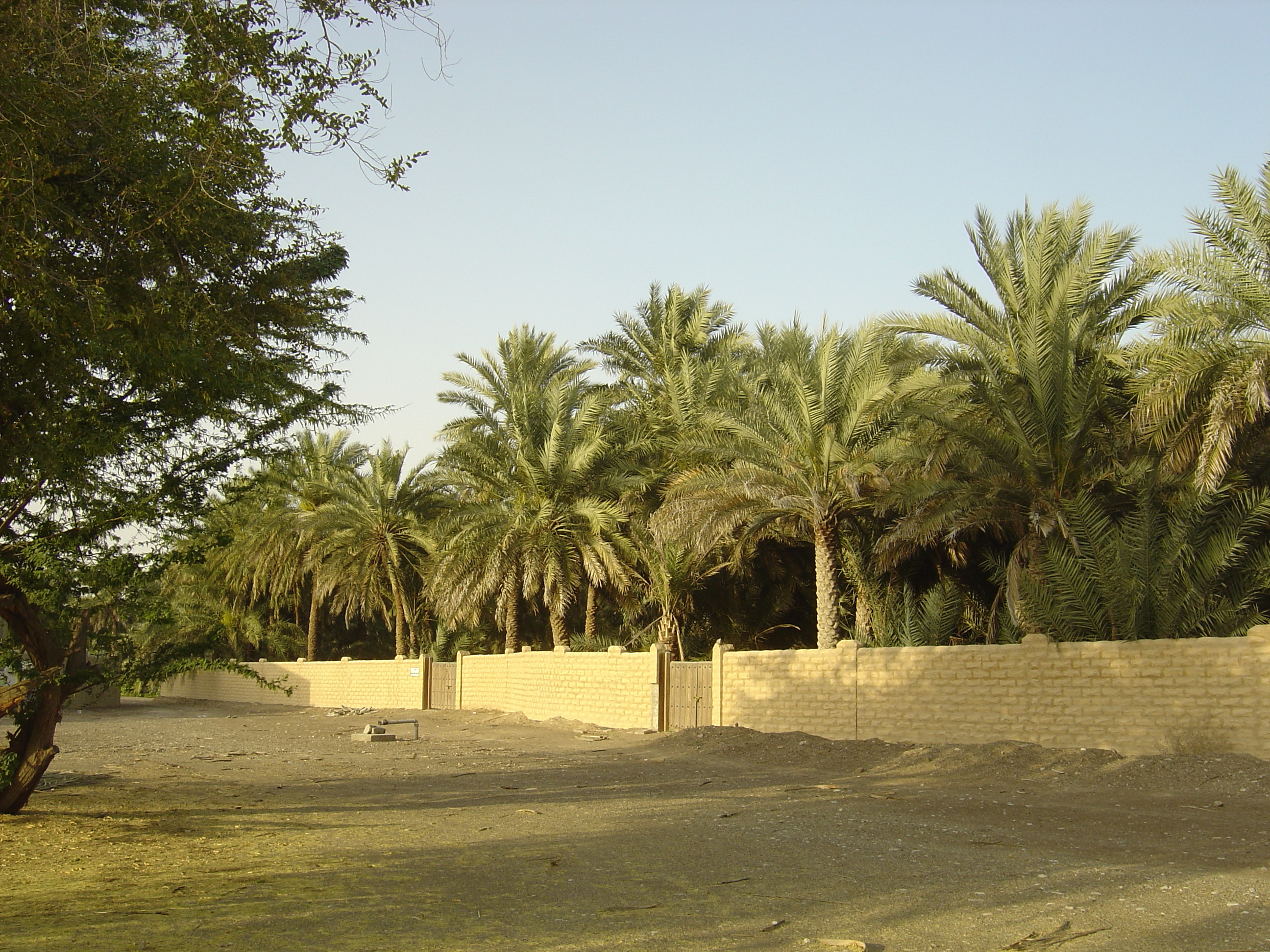 Picture United Arab Emirates Al Ain Al Ain Oasis 2005-03 40 - Discovery Al Ain Oasis