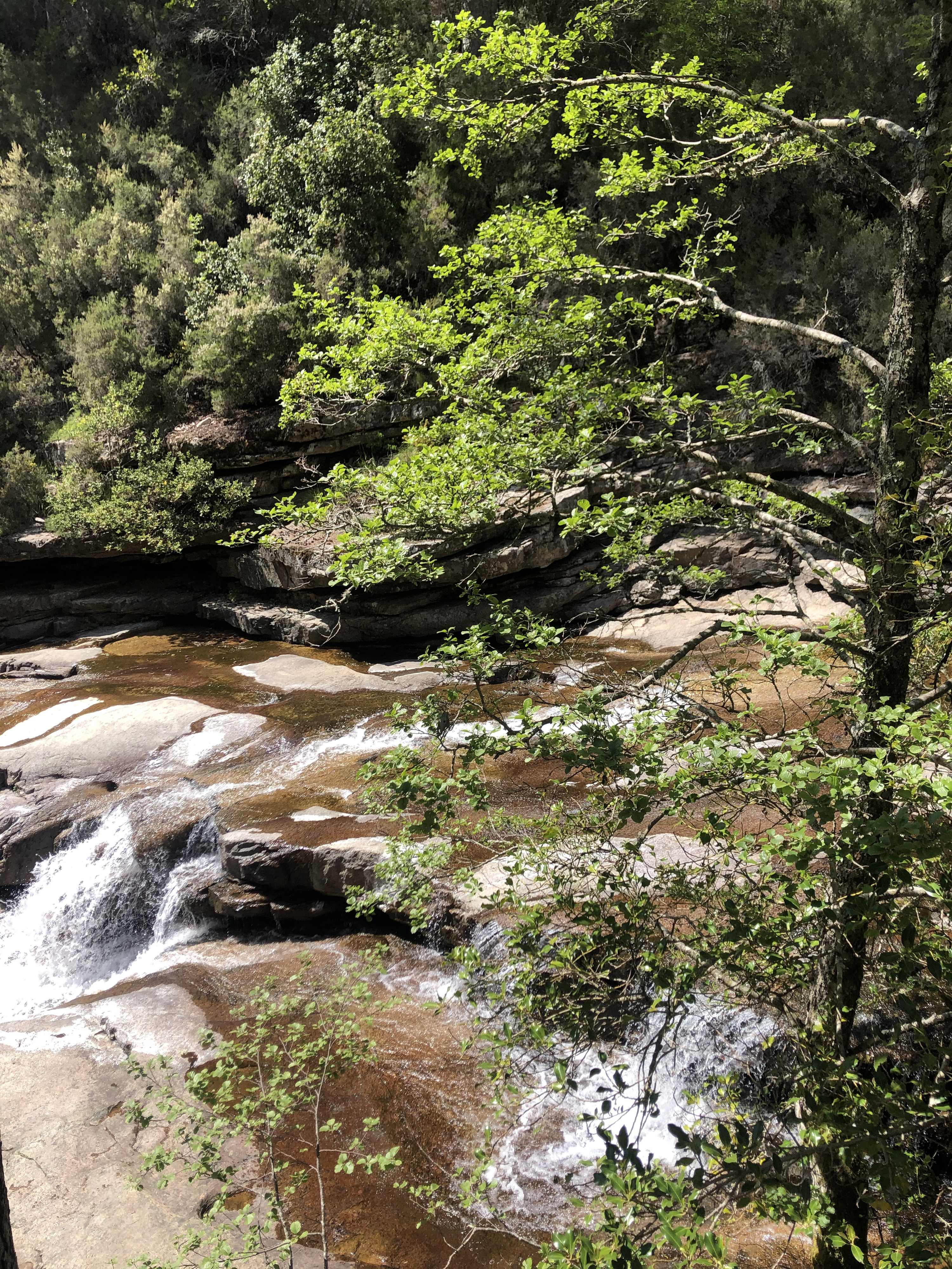 Picture France Corsica Aitone Forest 2021-06 29 - Around Aitone Forest