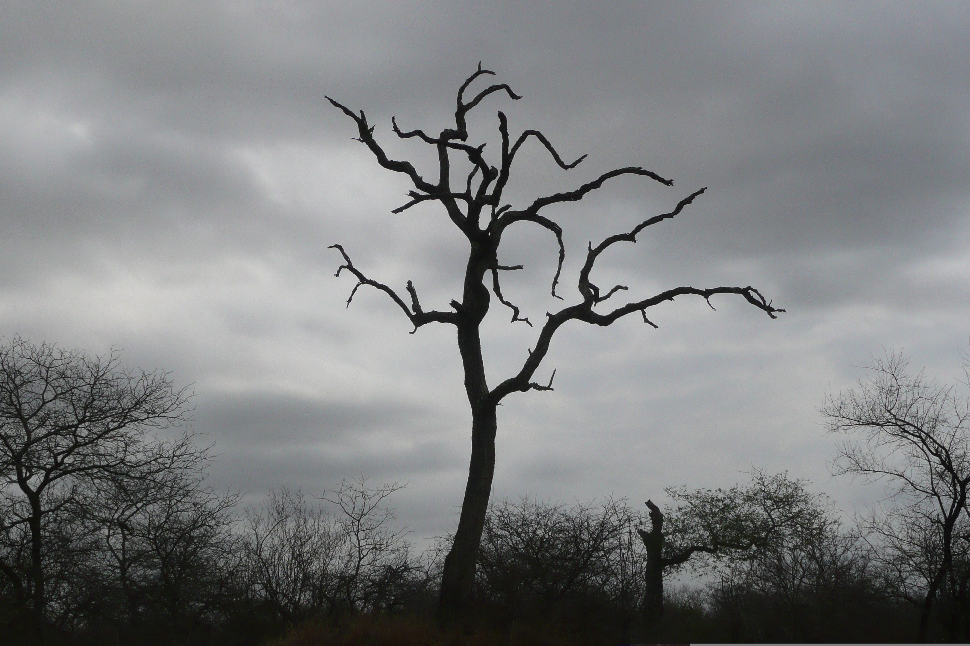 Picture South Africa Kruger National Park 2008-09 113 - History Kruger National Park