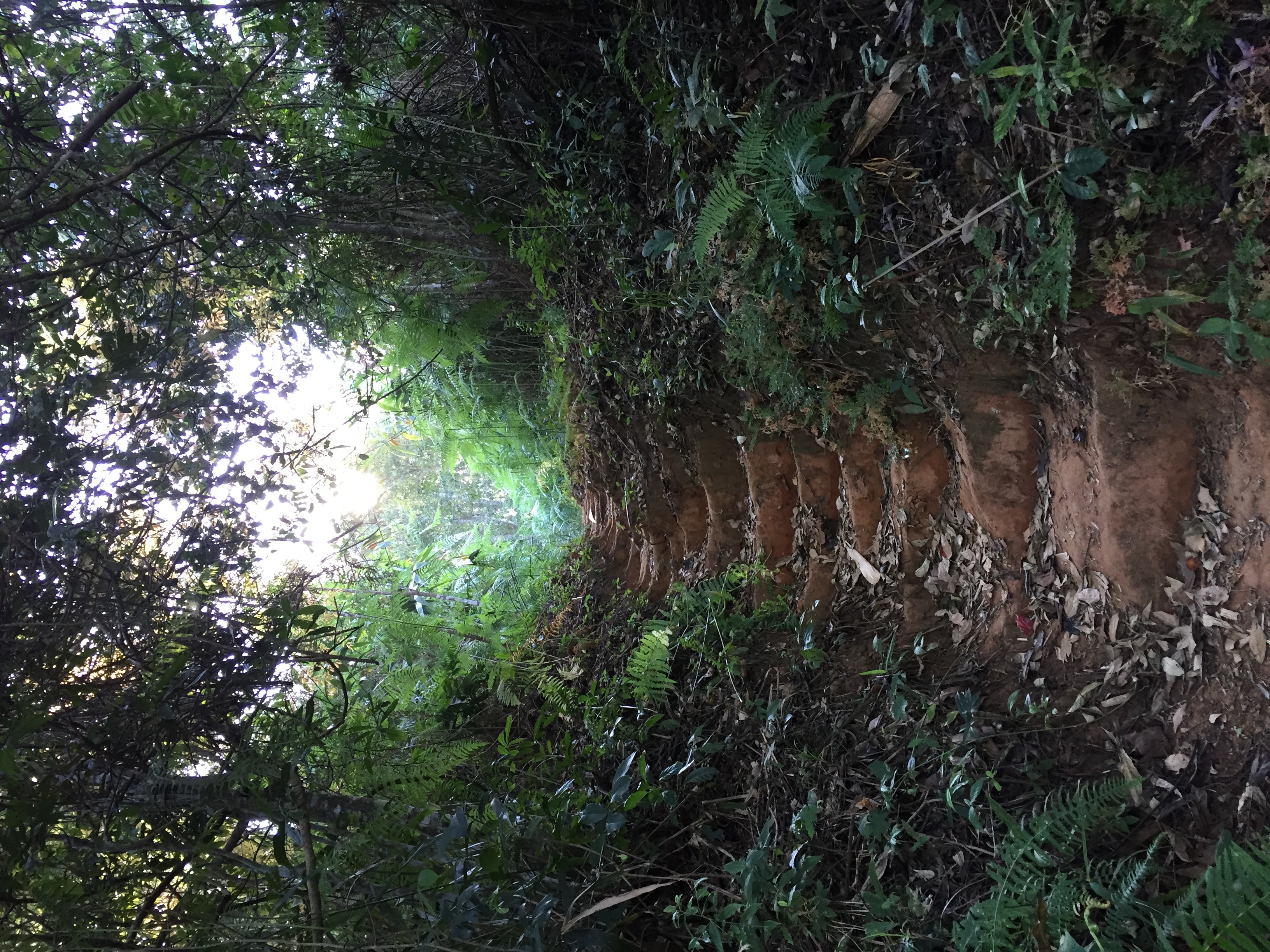 Picture Thailand Phu Hin Rong Kla National Park 2014-12 412 - Recreation Phu Hin Rong Kla National Park