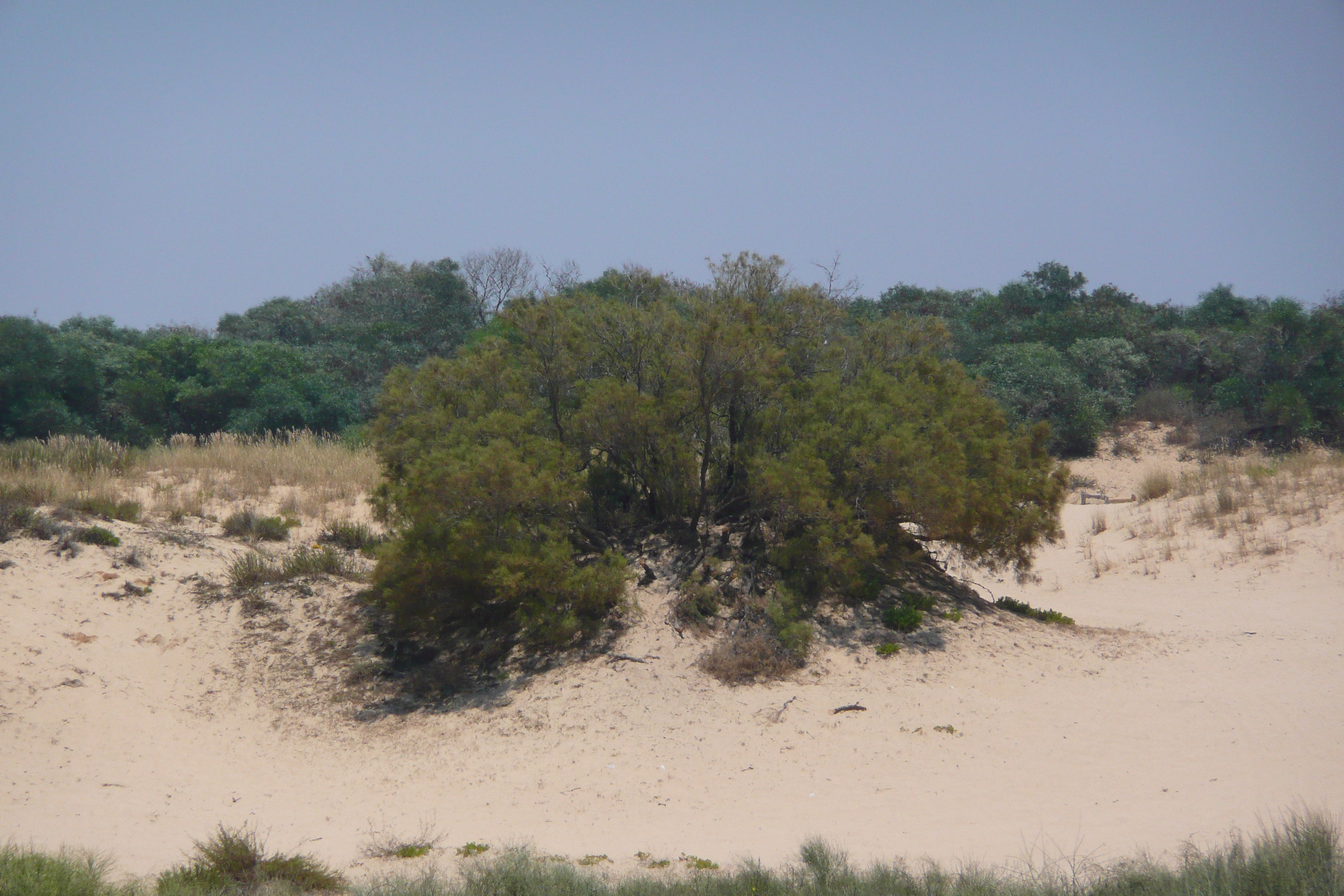 Picture Israel Nitzan 2007-06 94 - Discovery Nitzan