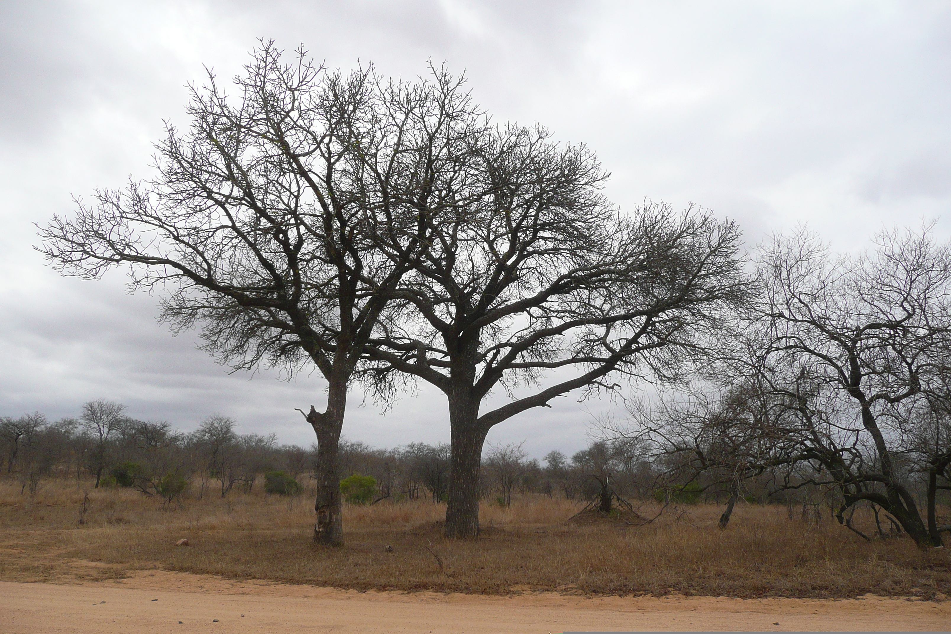 Picture South Africa Kruger National Park 2008-09 32 - Recreation Kruger National Park