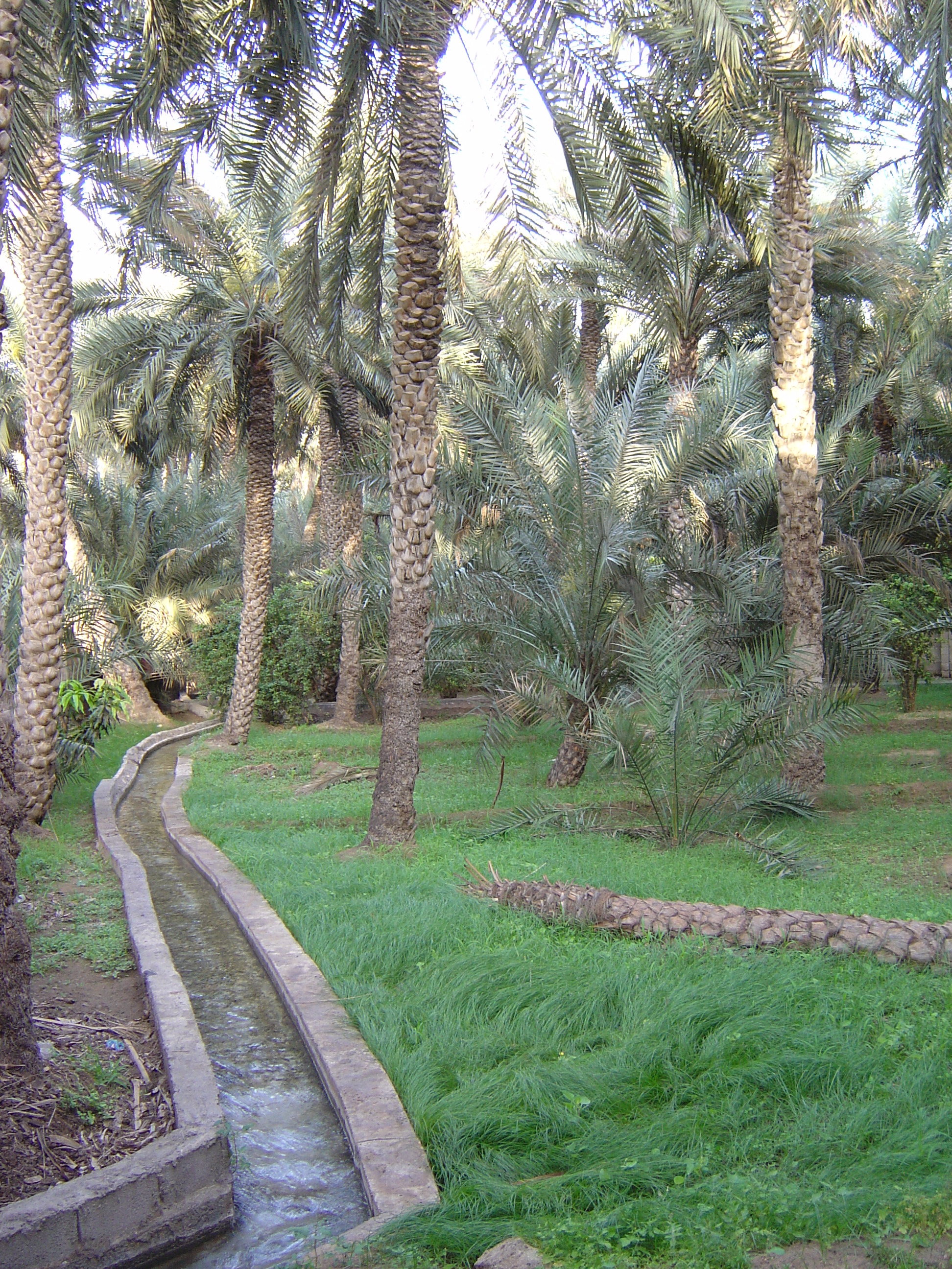 Picture United Arab Emirates Al Ain Al Ain Oasis 2005-03 37 - History Al Ain Oasis