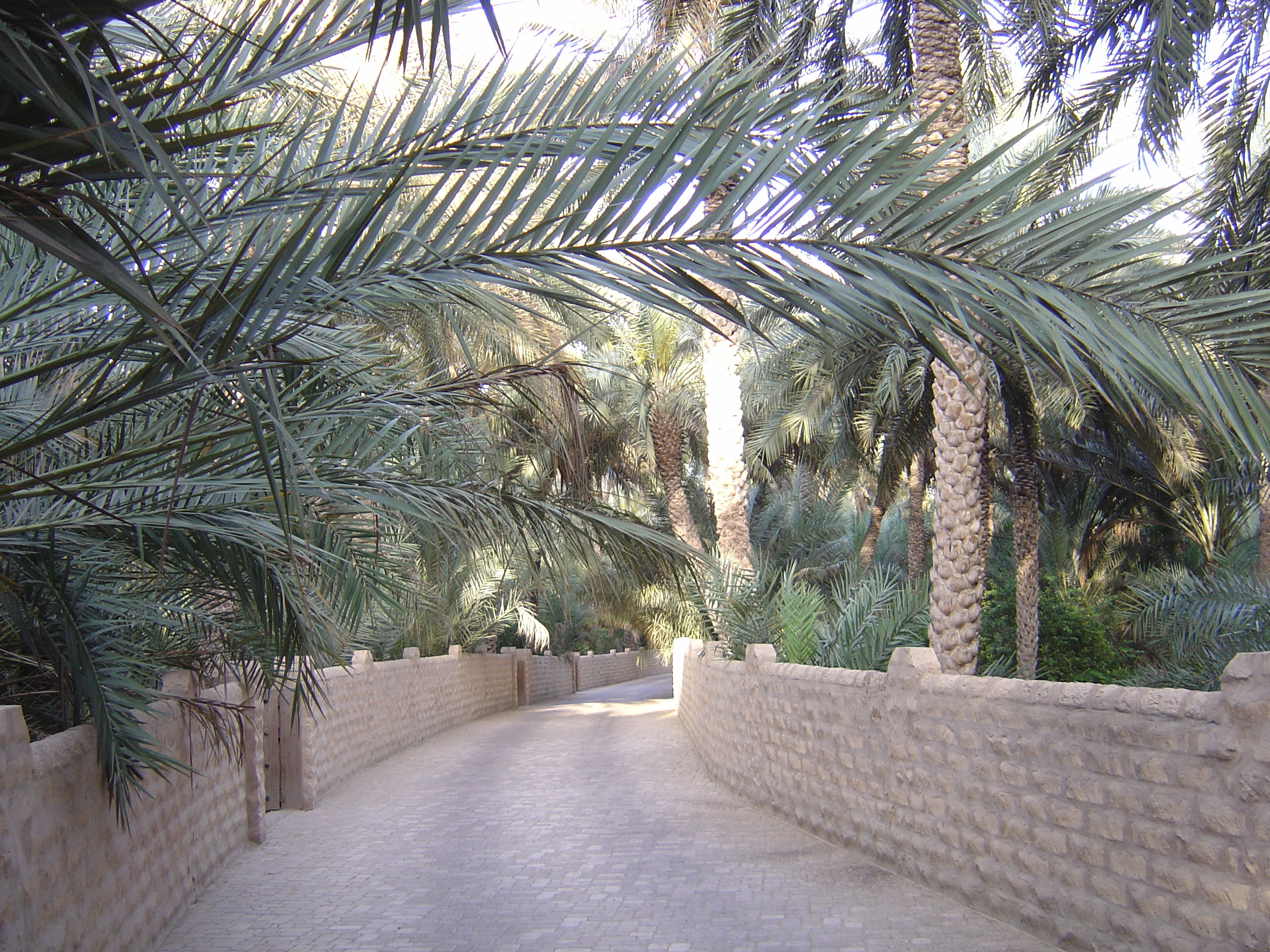 Picture United Arab Emirates Al Ain Al Ain Oasis 2005-03 39 - Discovery Al Ain Oasis