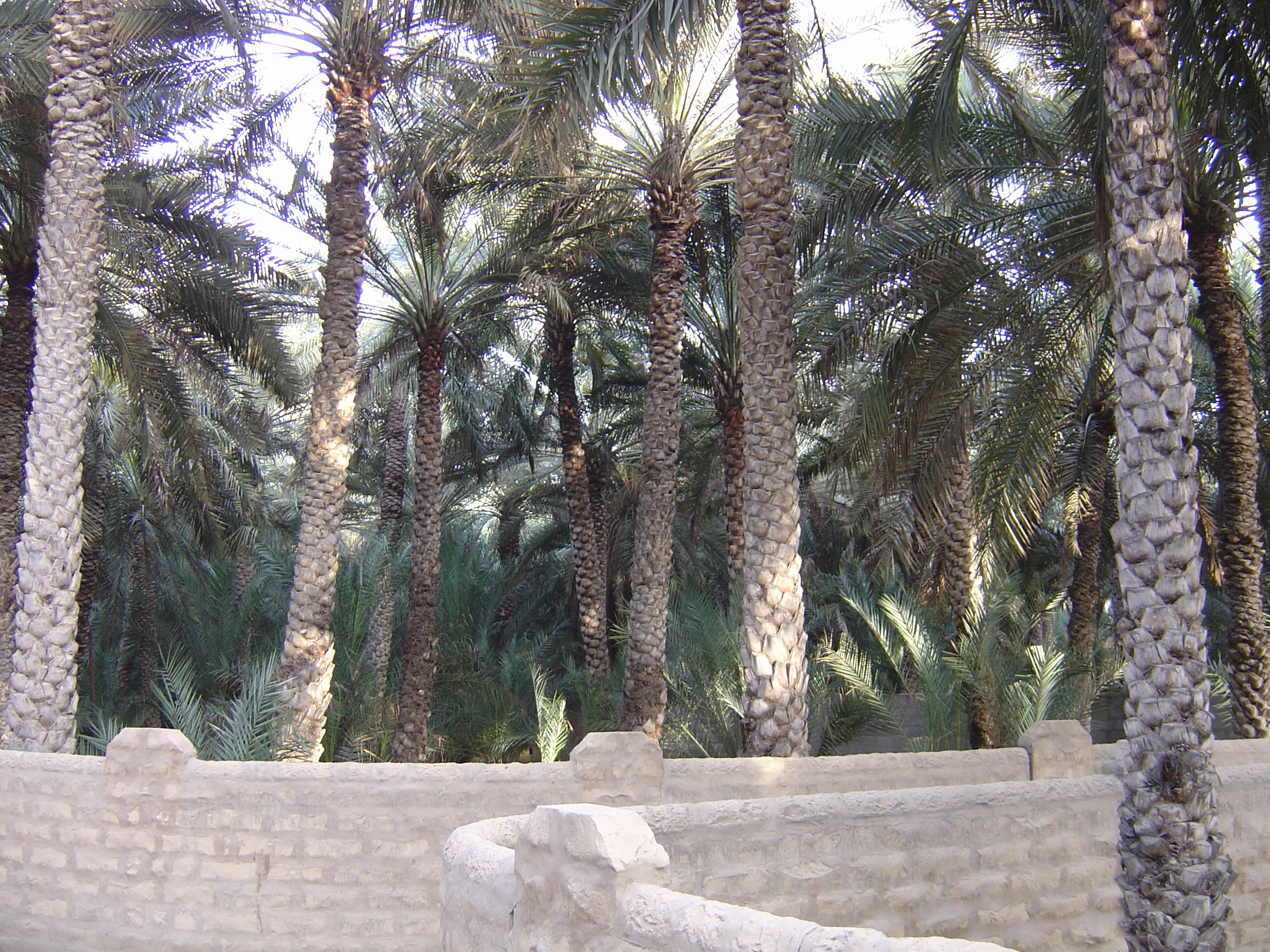 Picture United Arab Emirates Al Ain Al Ain Oasis 2005-03 31 - Discovery Al Ain Oasis