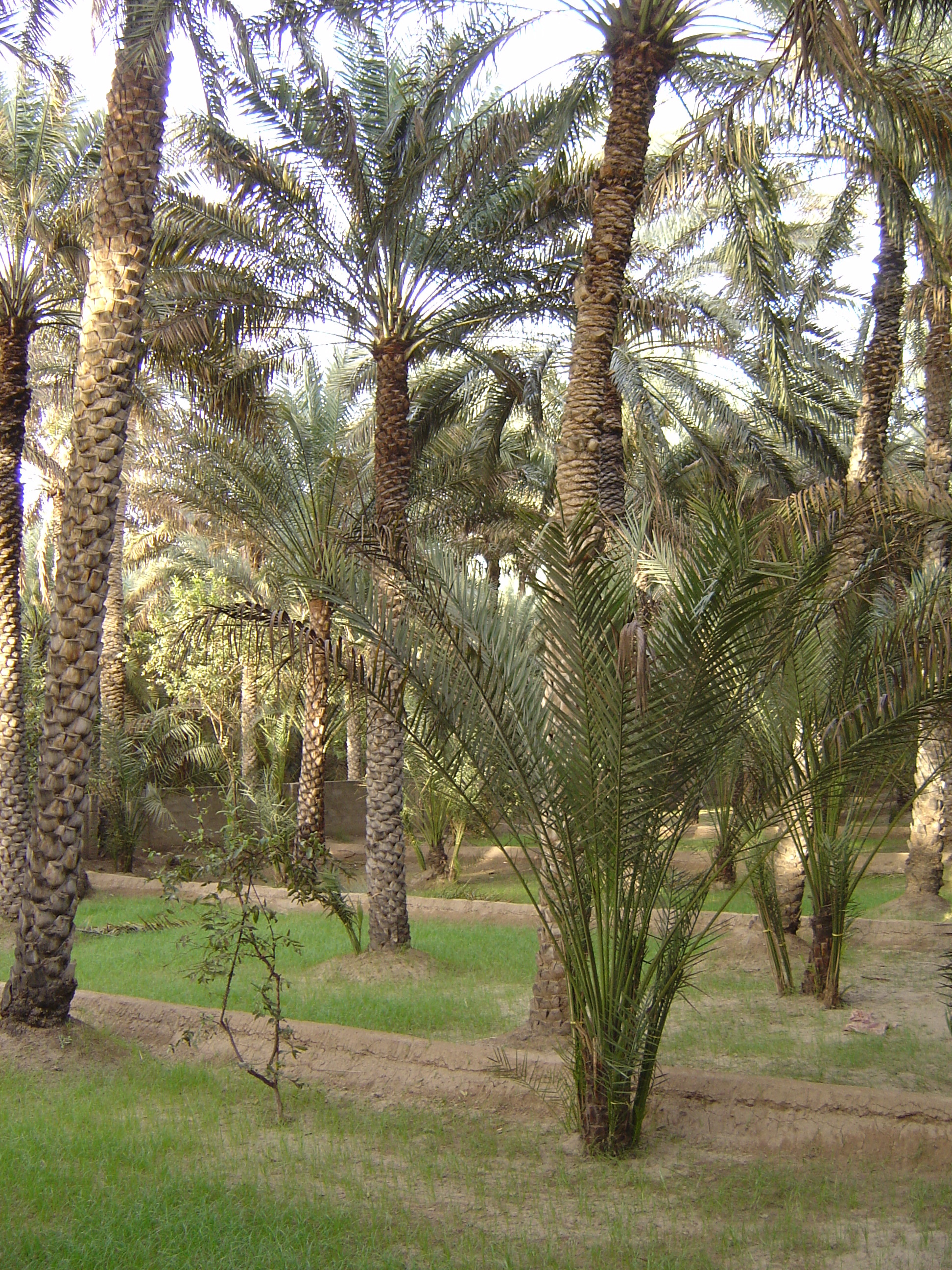 Picture United Arab Emirates Al Ain Al Ain Oasis 2005-03 27 - Center Al Ain Oasis