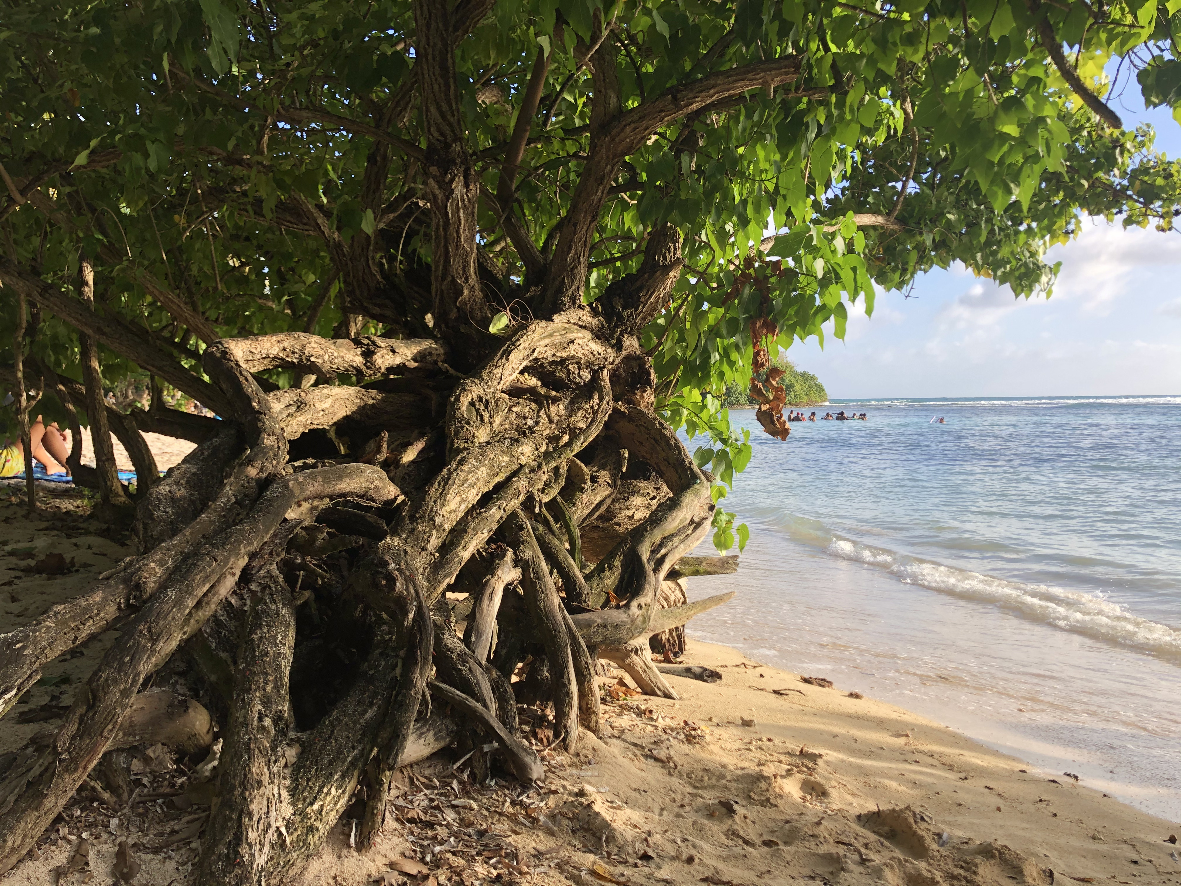 Picture Guadeloupe Petit Havre Beach 2021-02 22 - Tours Petit Havre Beach