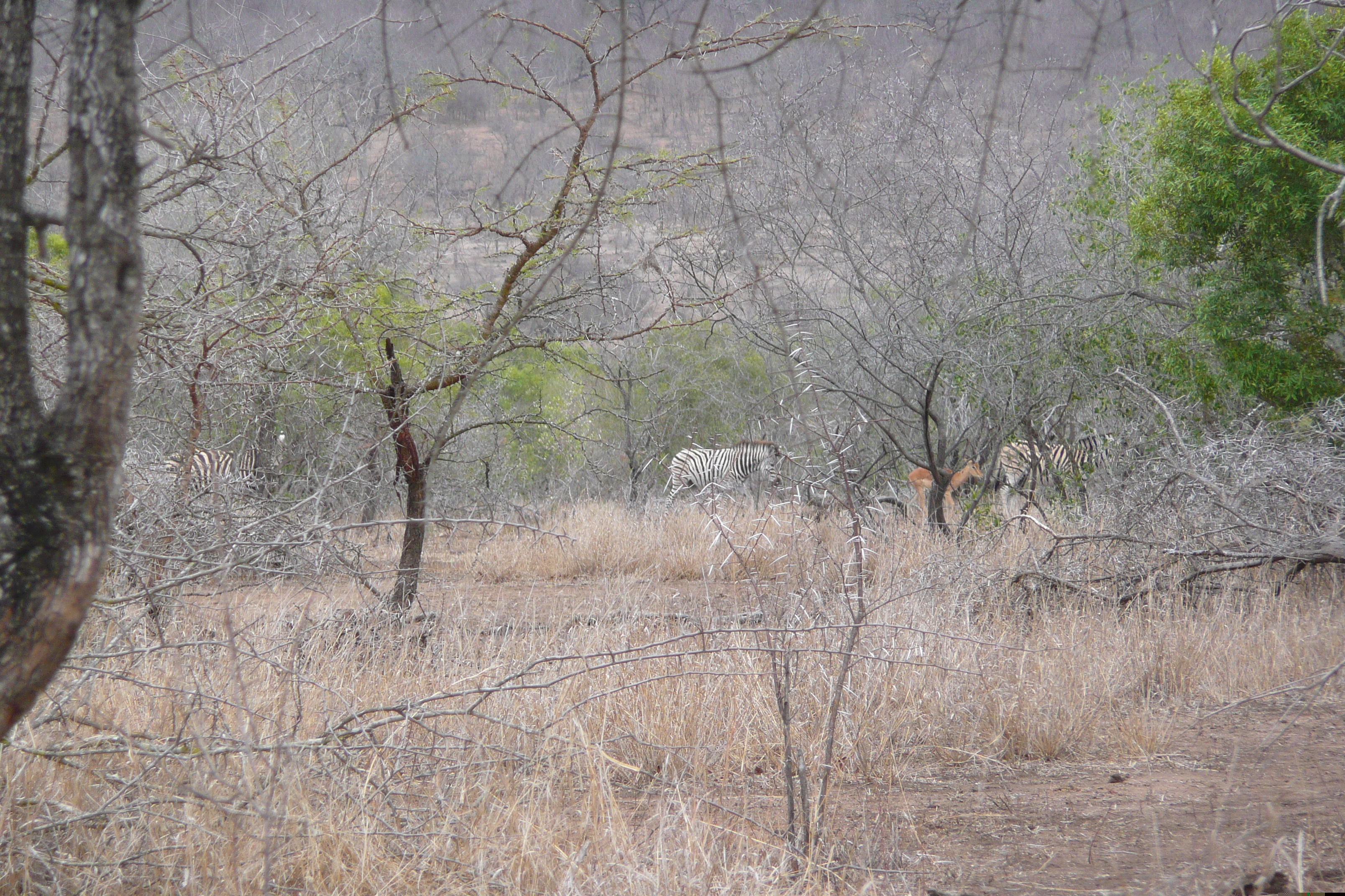 Picture South Africa Kruger National Park Mpondo 2008-09 11 - Journey Mpondo