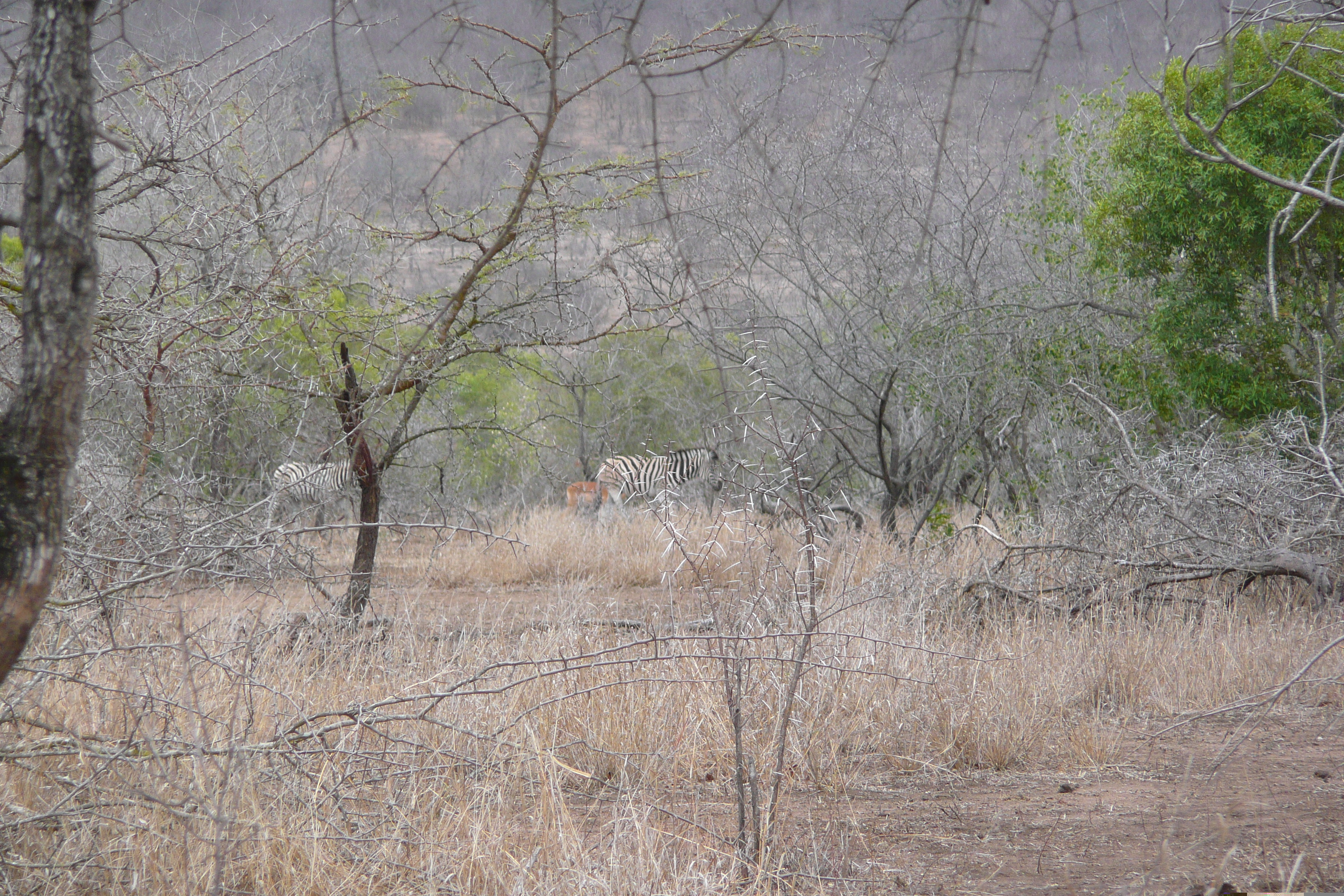 Picture South Africa Kruger National Park Mpondo 2008-09 12 - Journey Mpondo