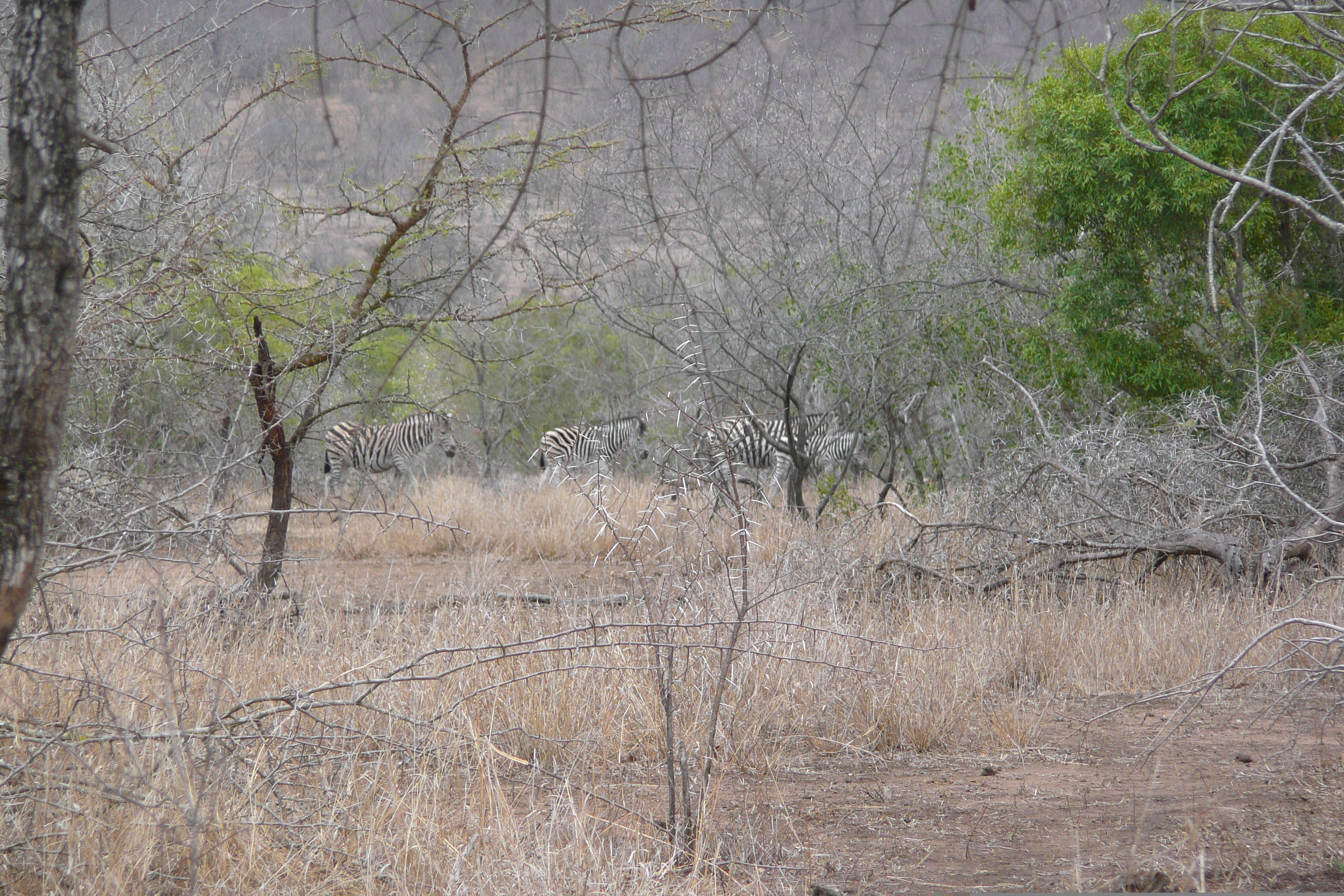 Picture South Africa Kruger National Park Mpondo 2008-09 6 - Journey Mpondo